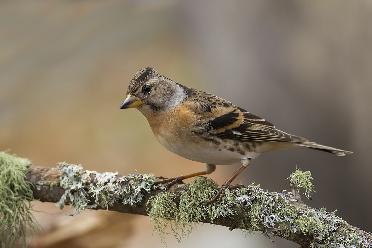 brambling