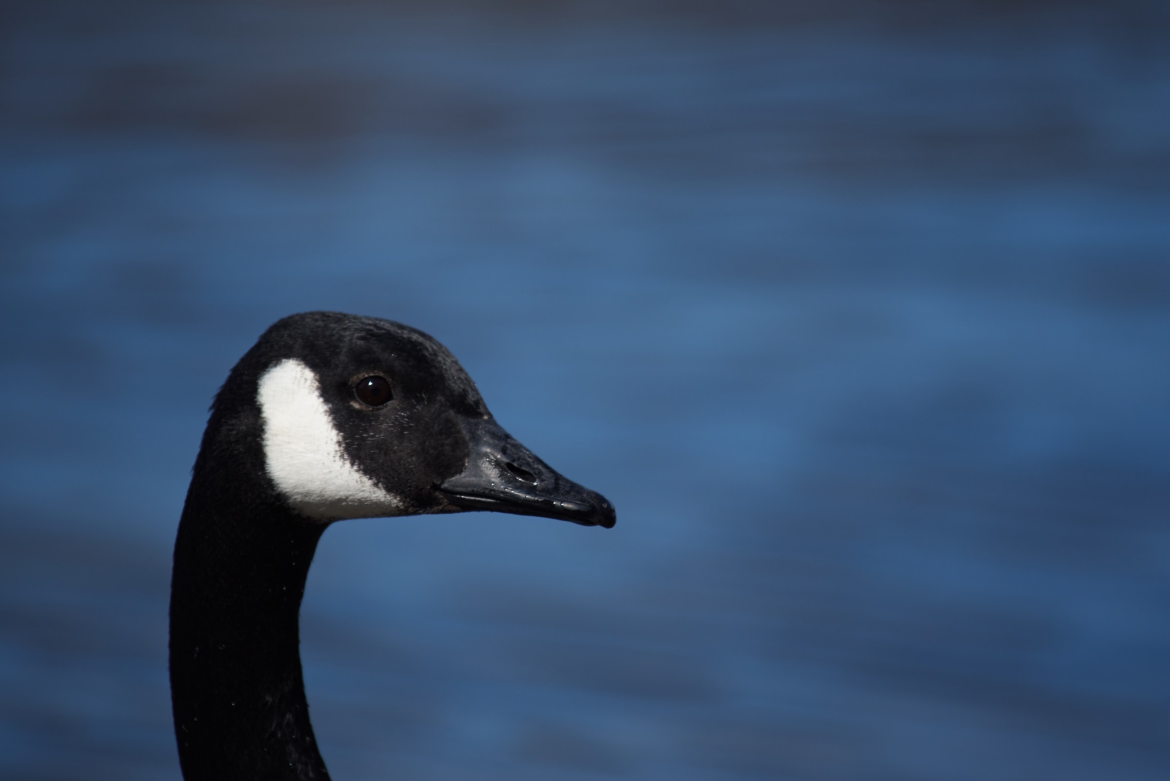Canada Goose 1
