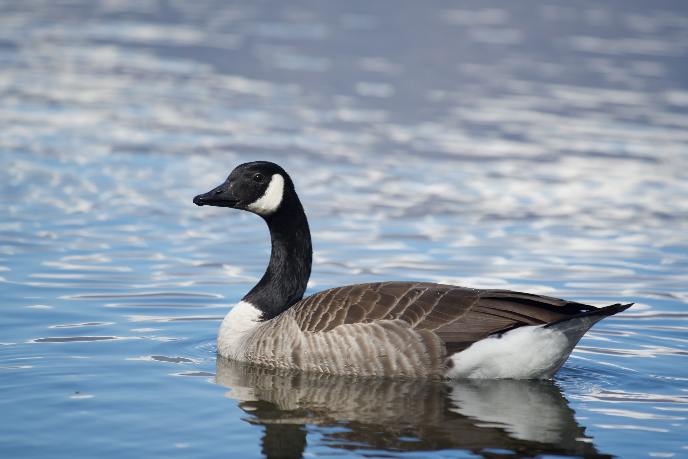 Canada Goose 2