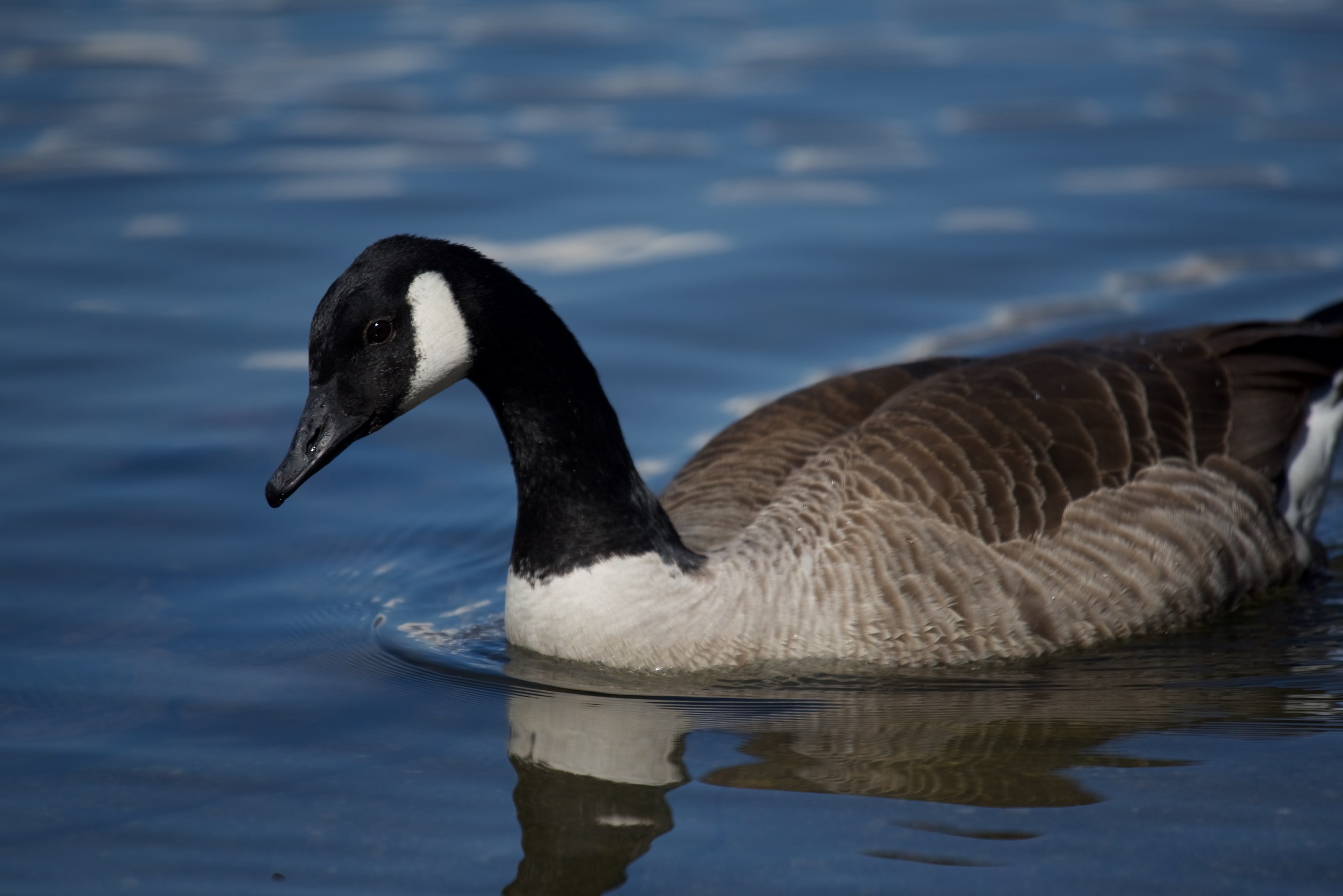 Canada Goose 3