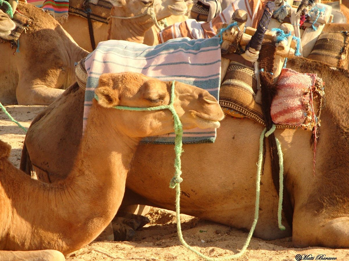 The rest of the dromedary ..