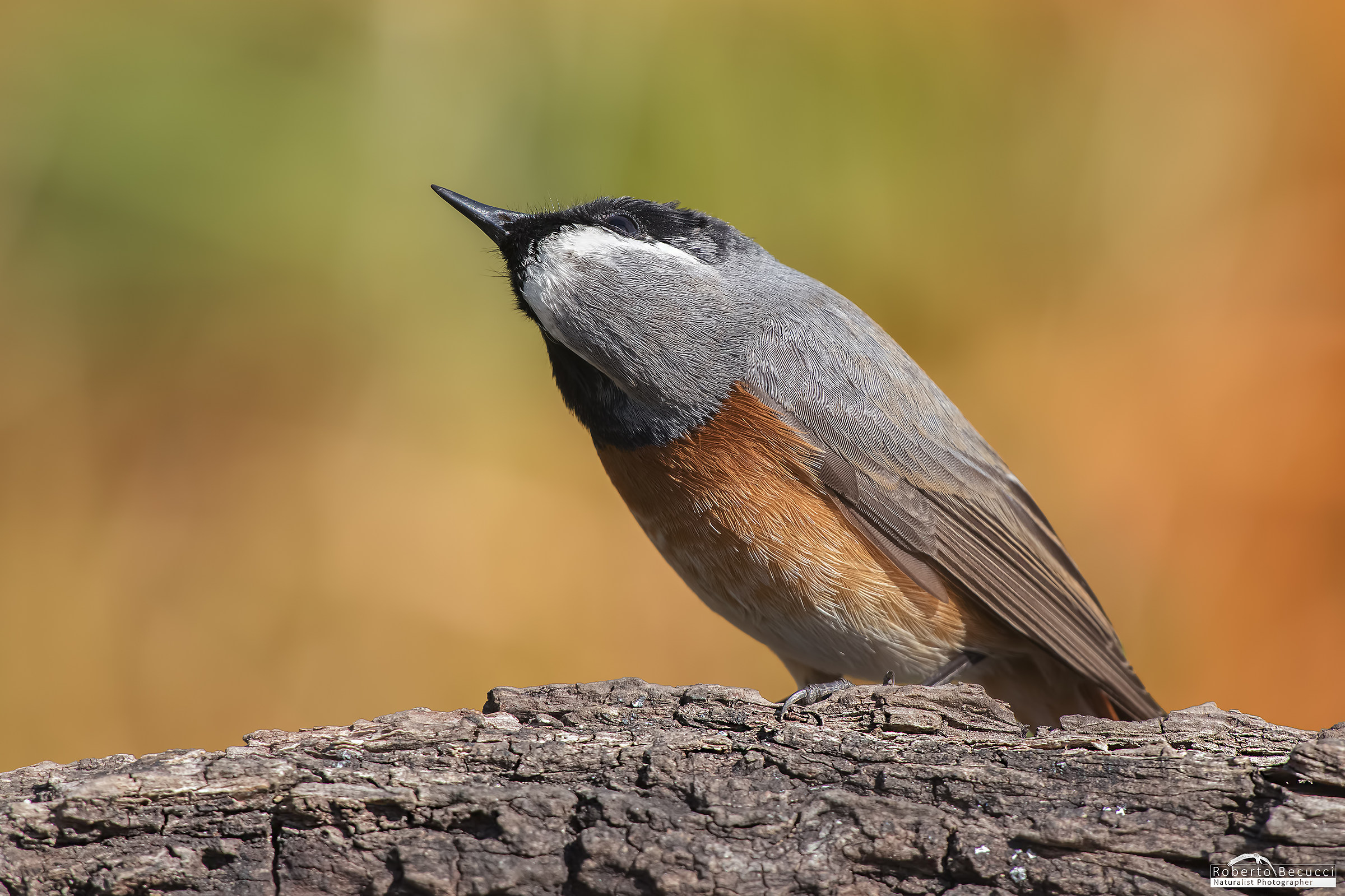 Codirosso Torcicollo...!