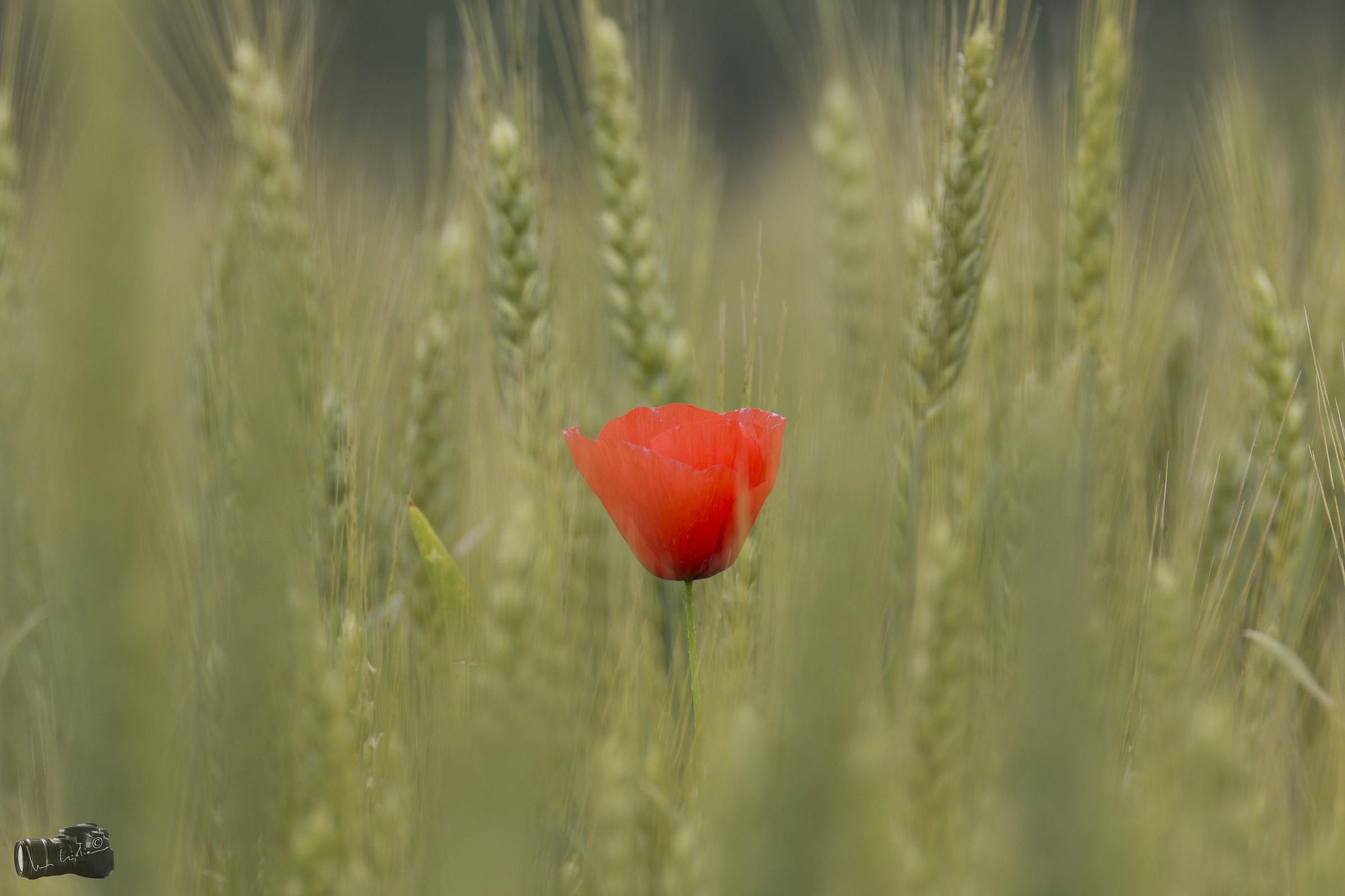 Poppy and wheat 2