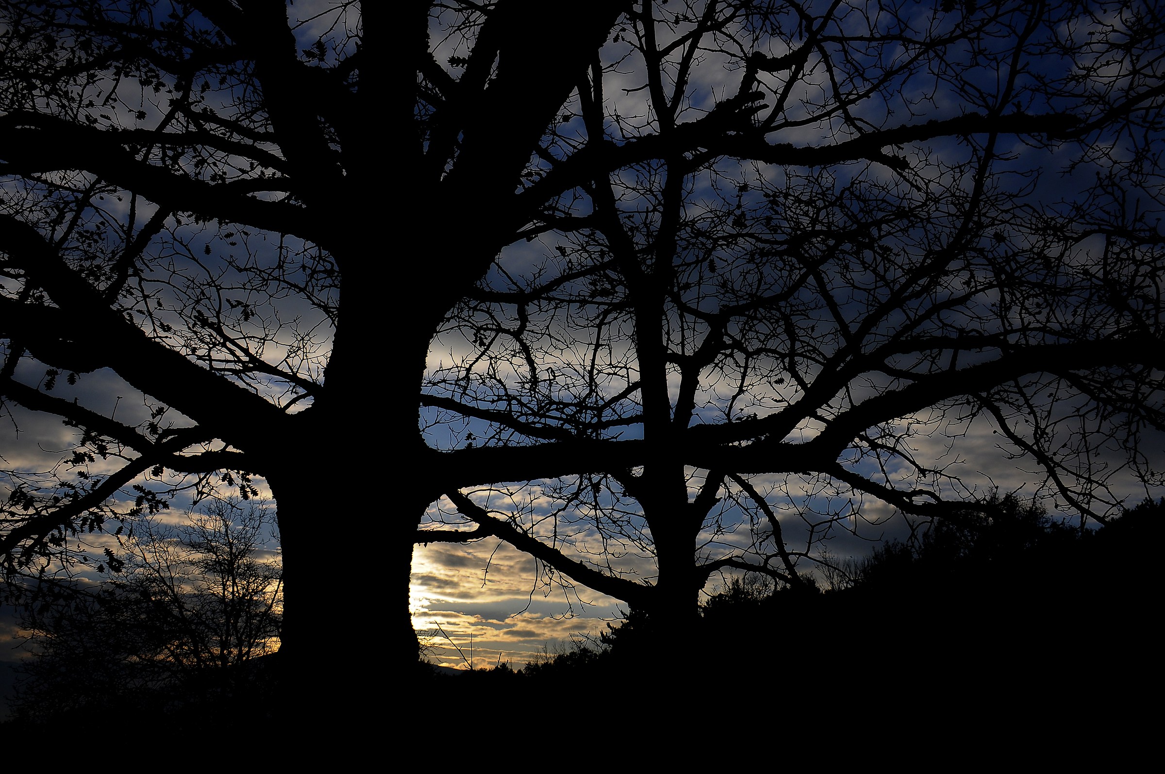 Sunset from the woods