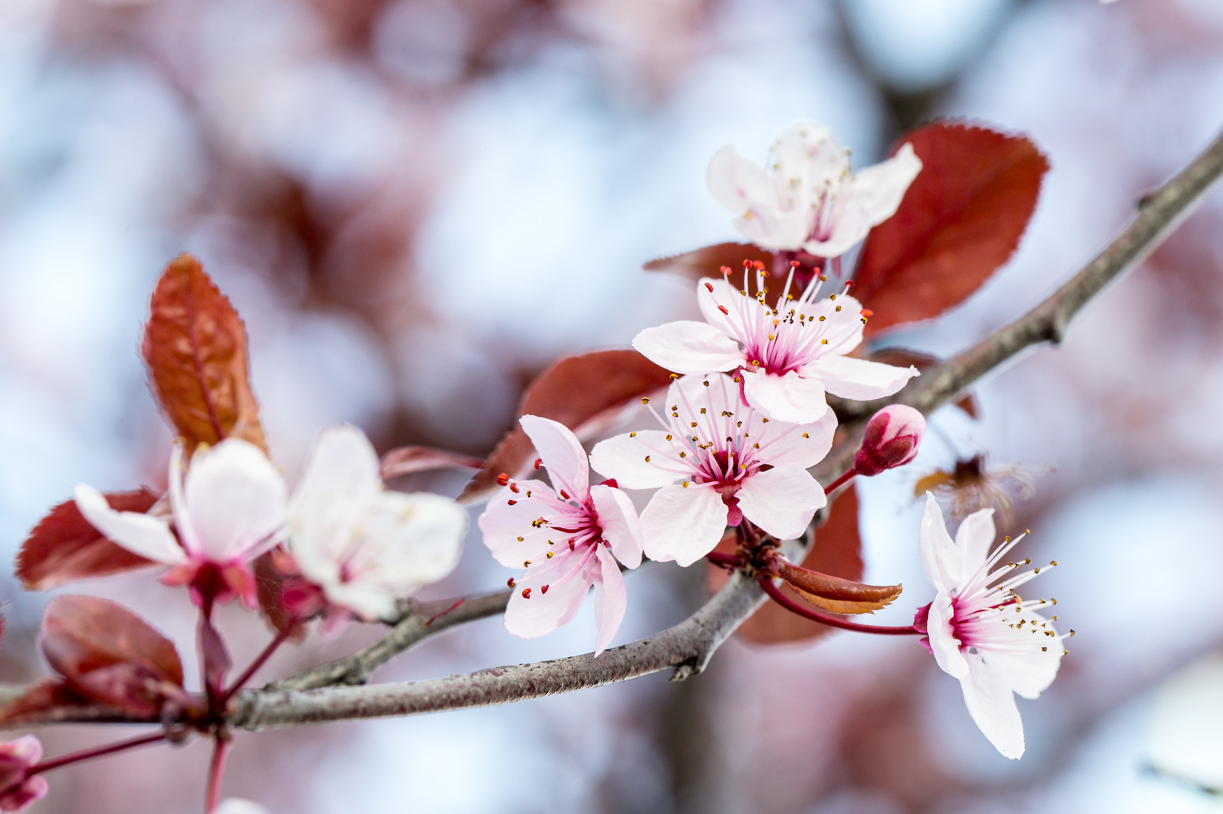 spring is in the air