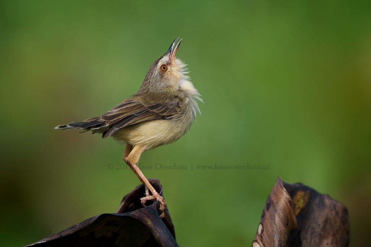 Plain Prinia