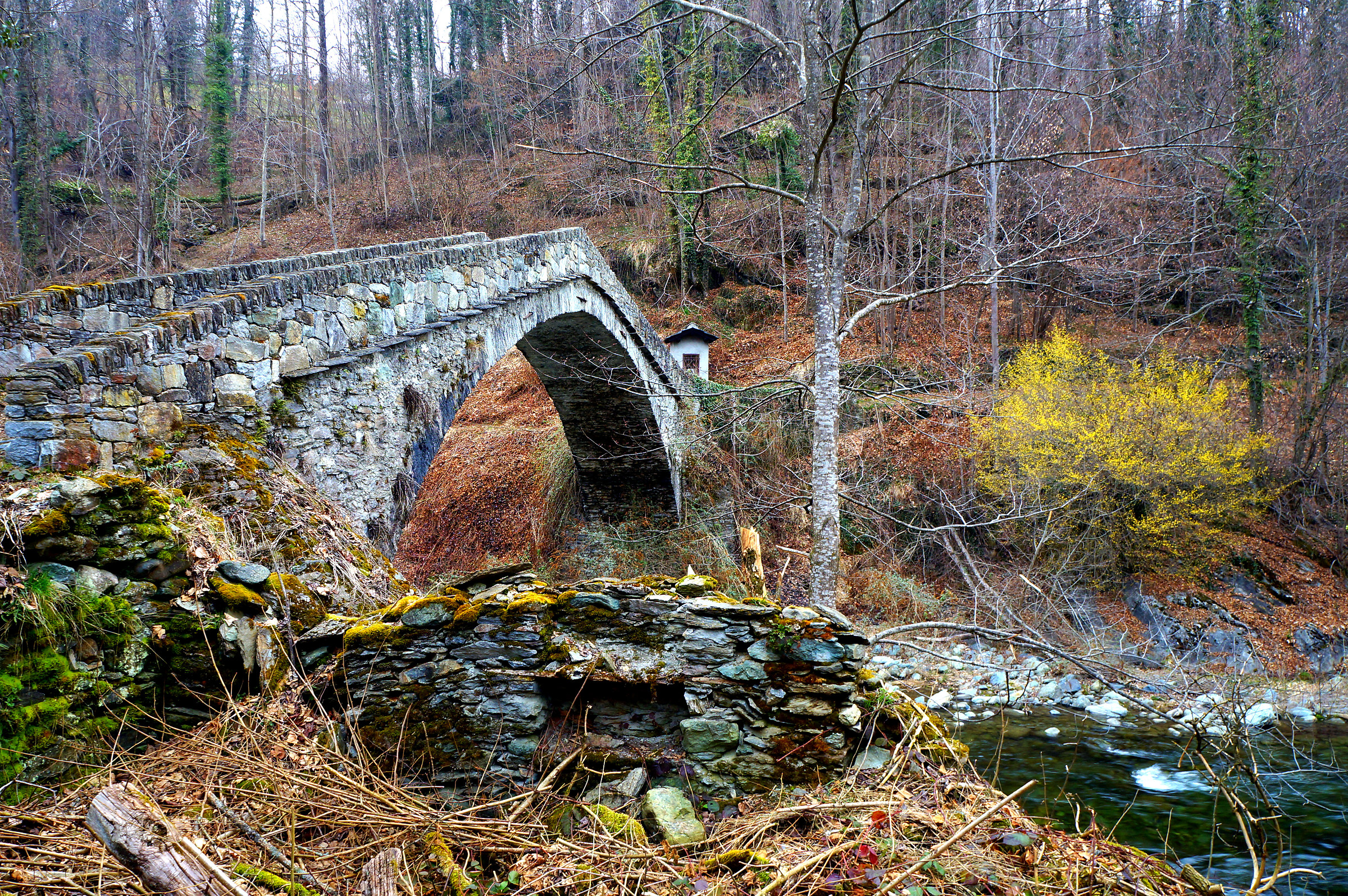 ponte nel bosco