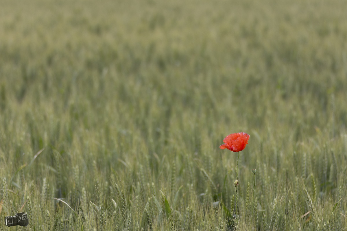 Poppies and corn