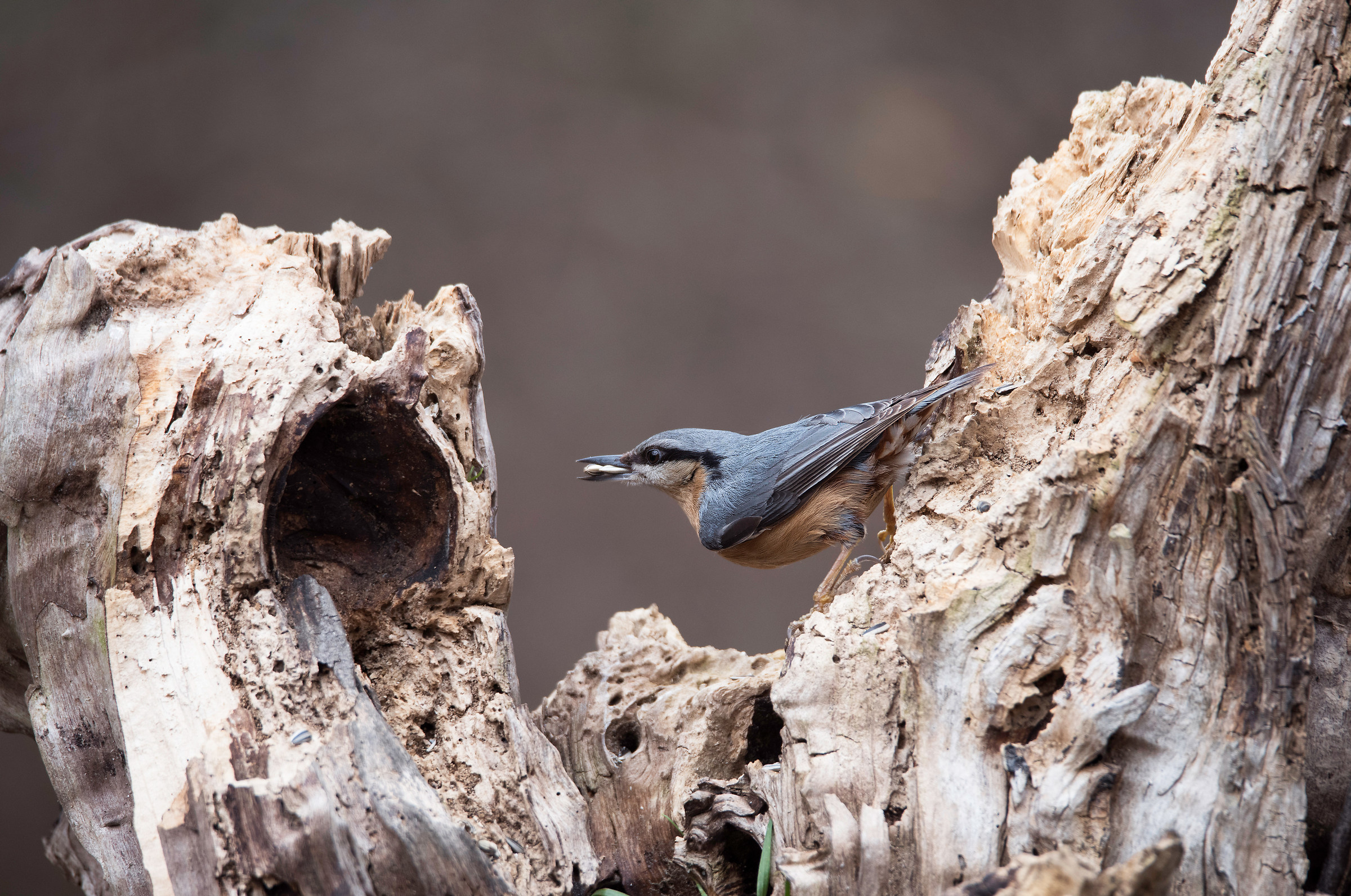 Picchio Muratore in Hd