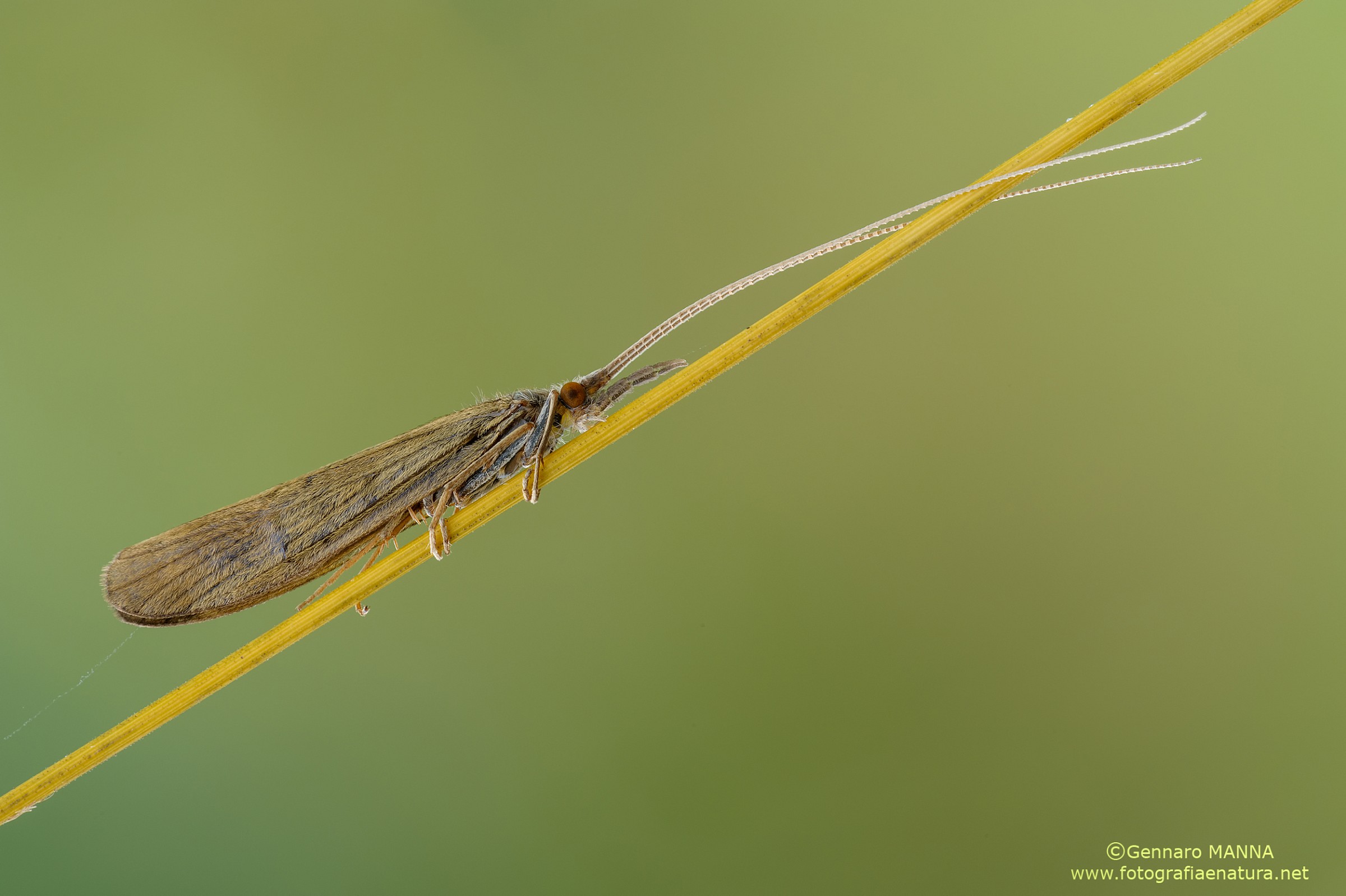 Odontocerum albicorne