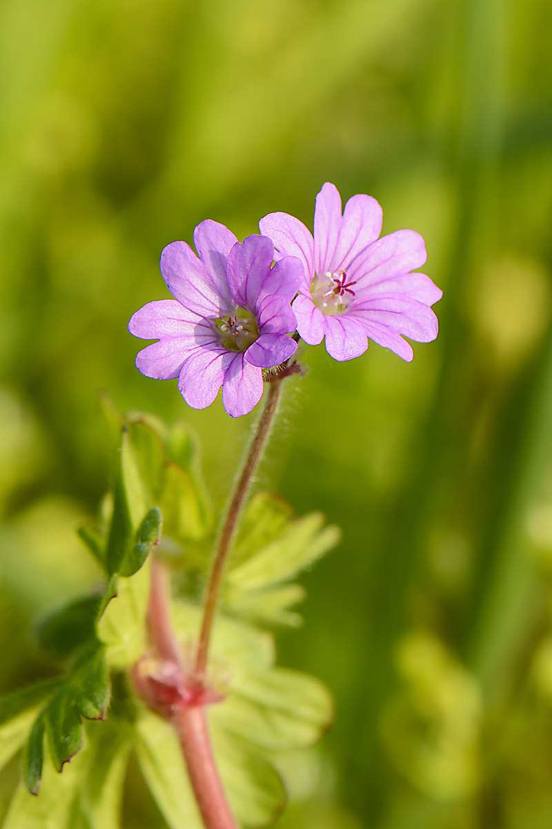 Geranium molle