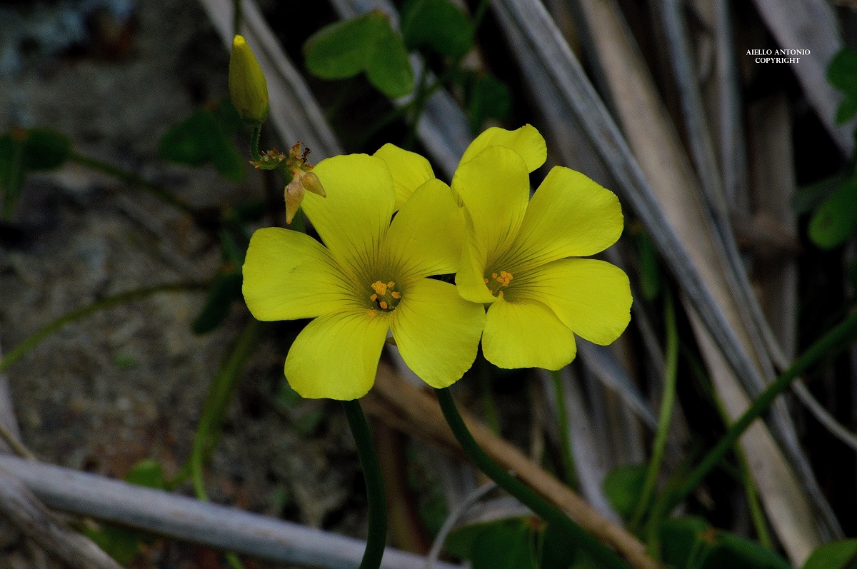 Oxalis pes-caprae
