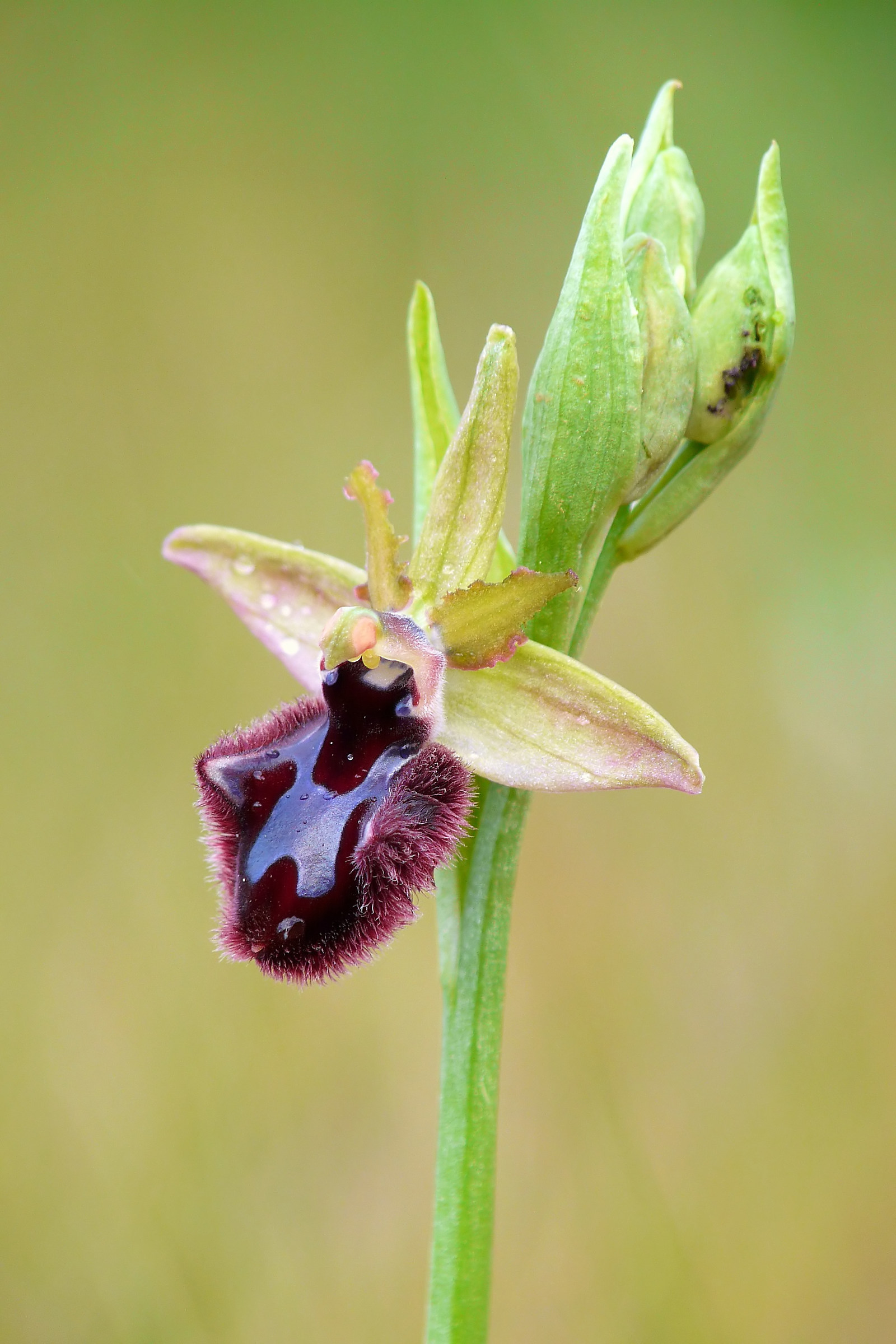 Ophrys bertoloniiformis x Ophrys incubacea