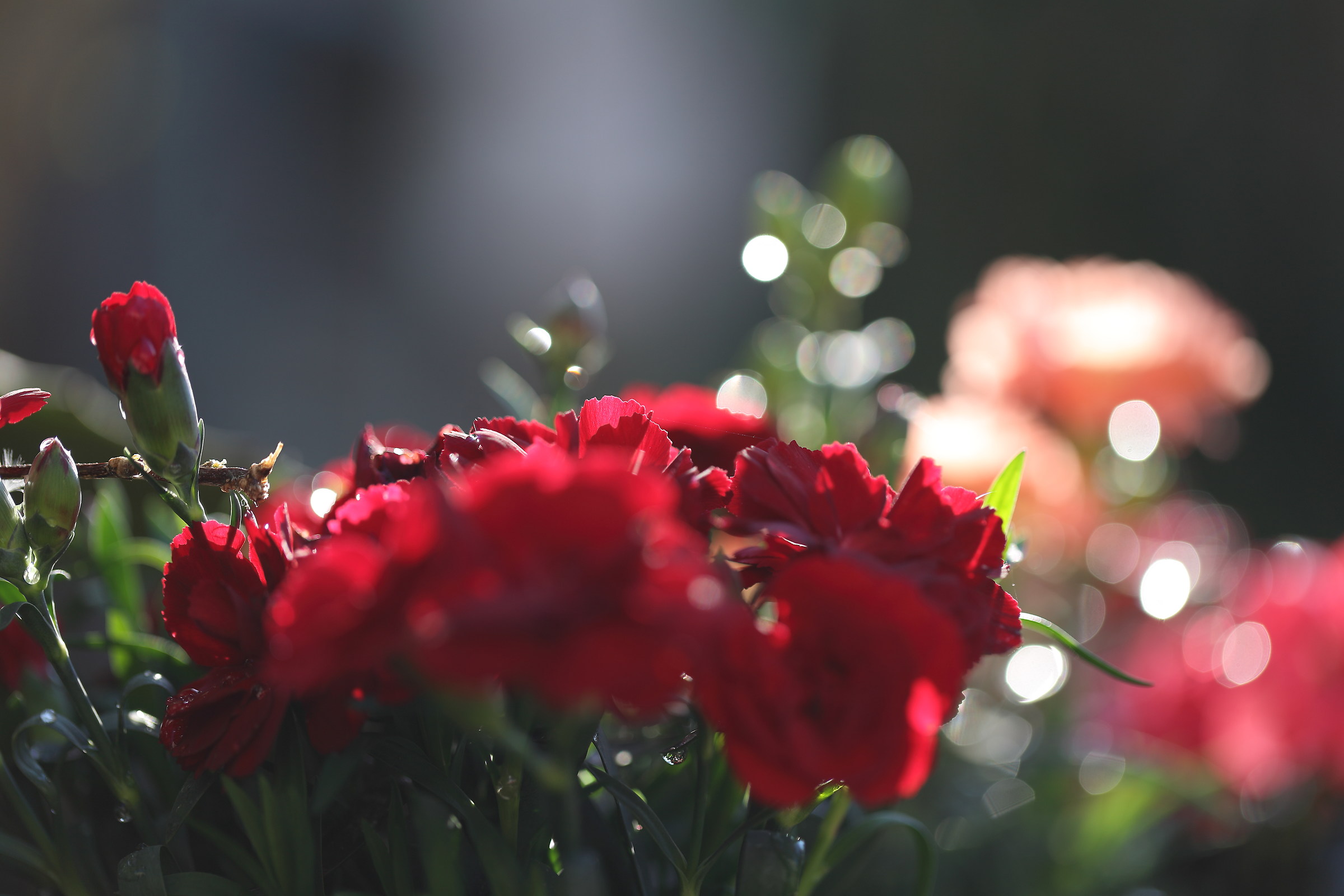 ...dopo la pioggia..