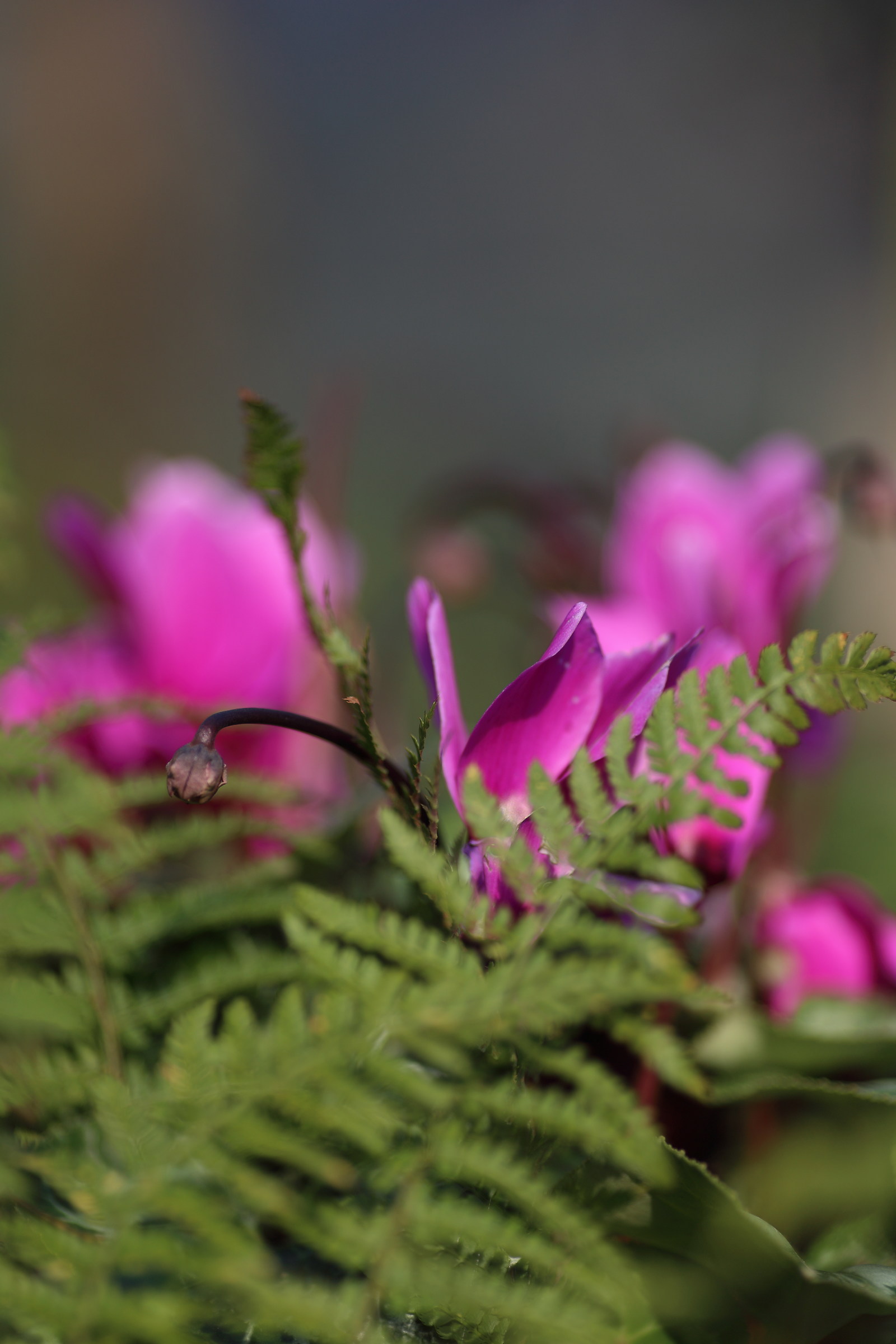 ...colori della natura..