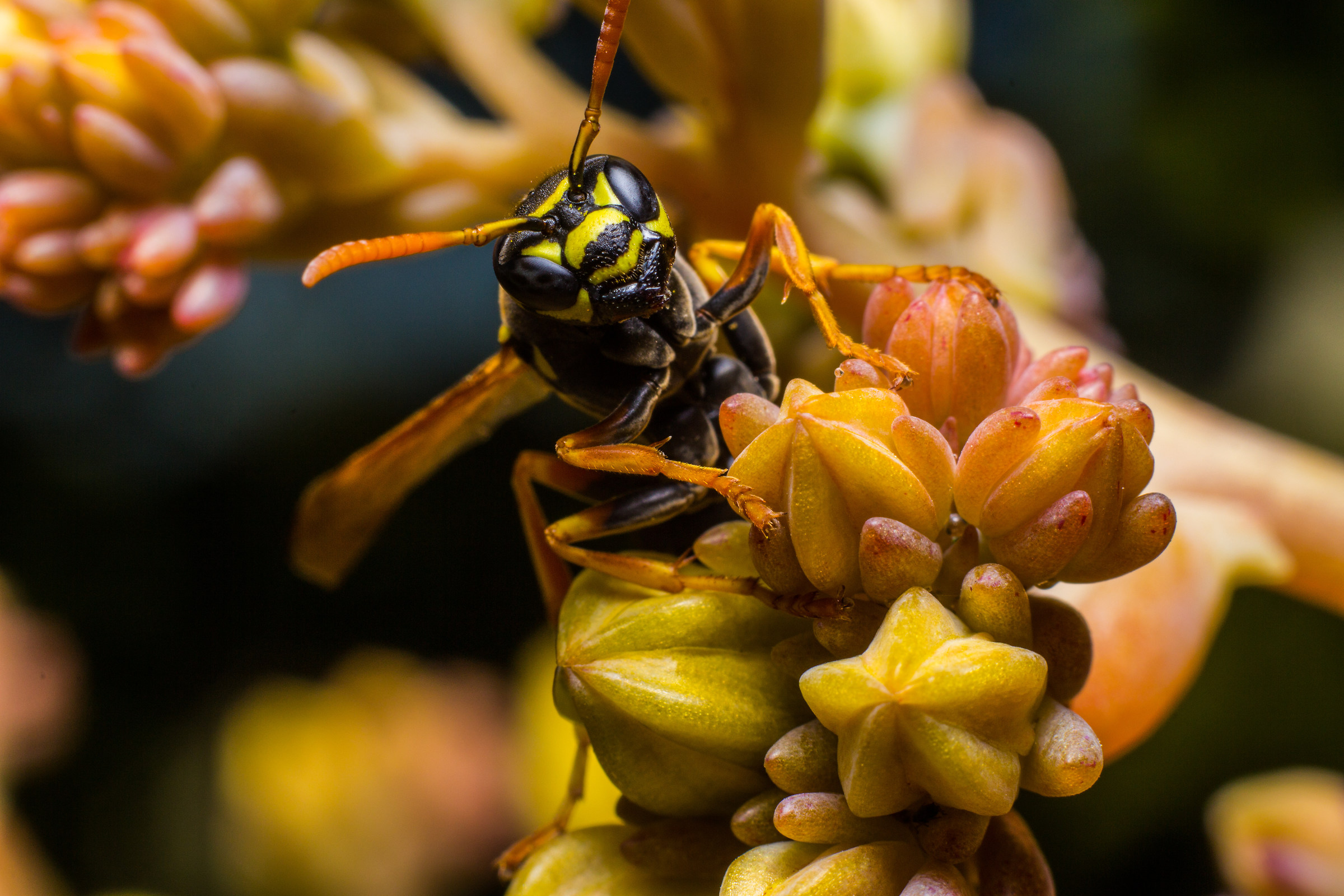 Vespa (Polistes dominula)