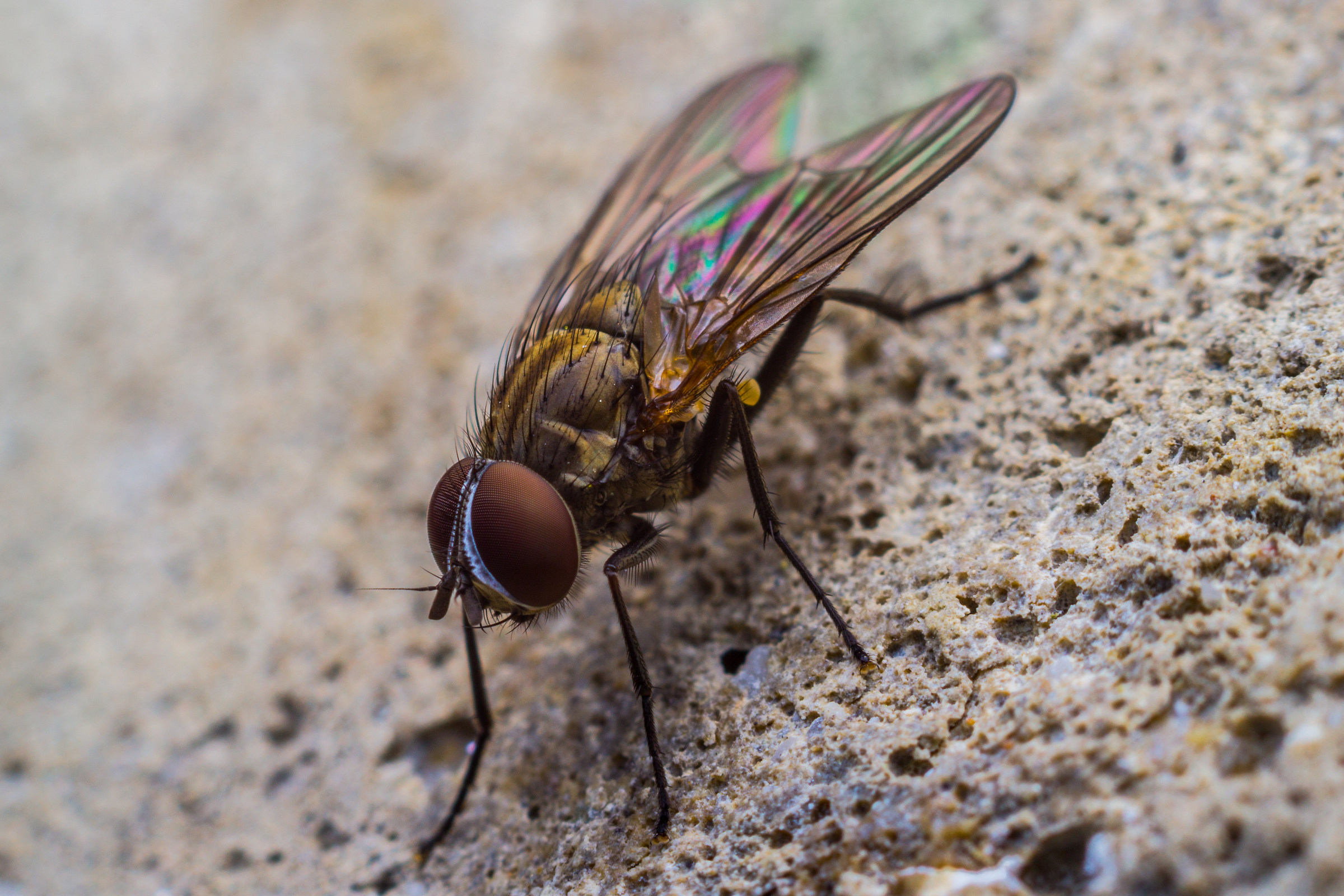Mosca (Musca domestica)