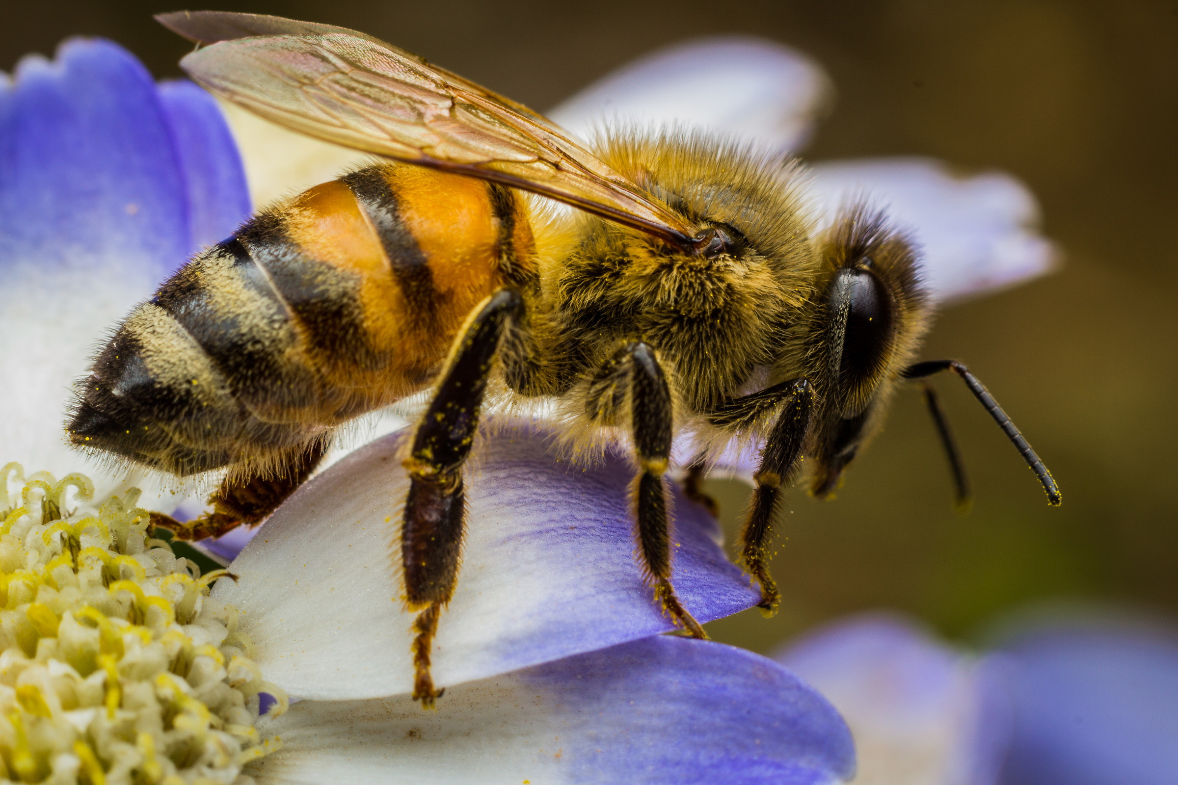 Bee