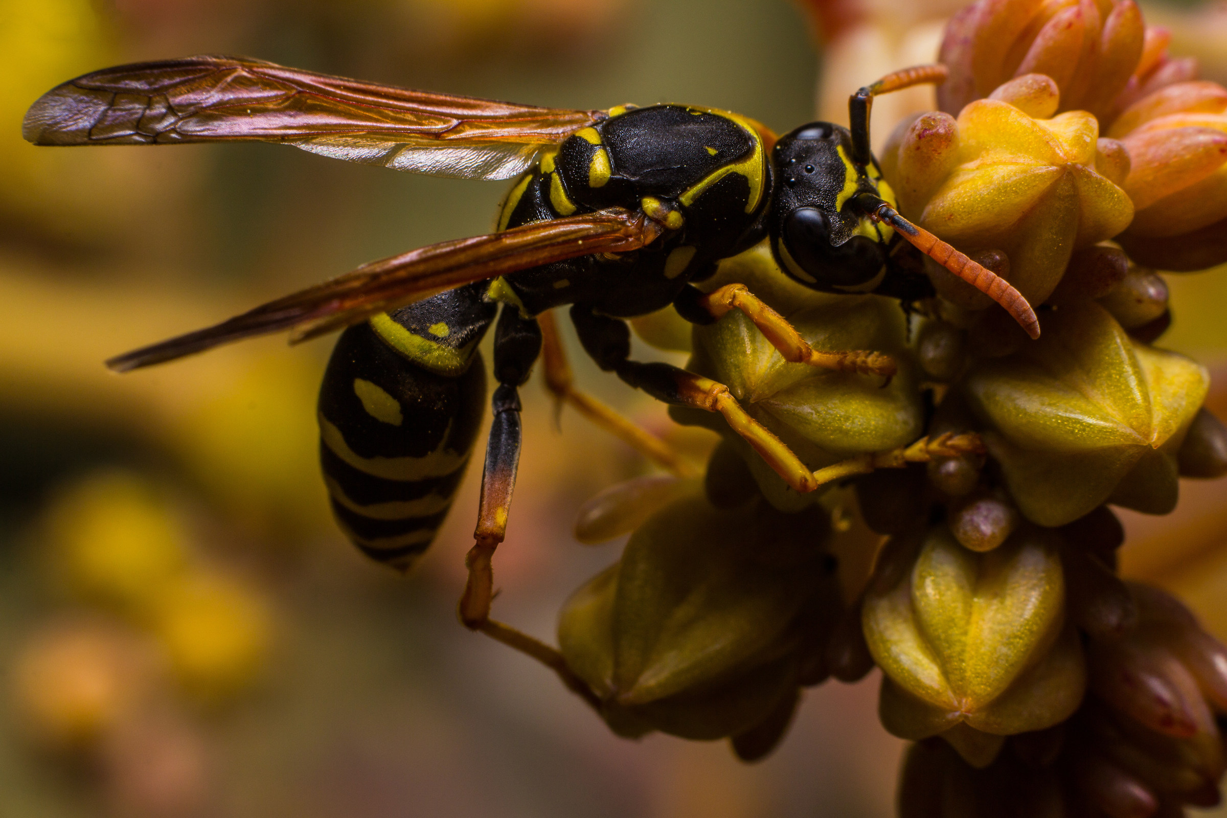 Wasp (Polistes dominula)