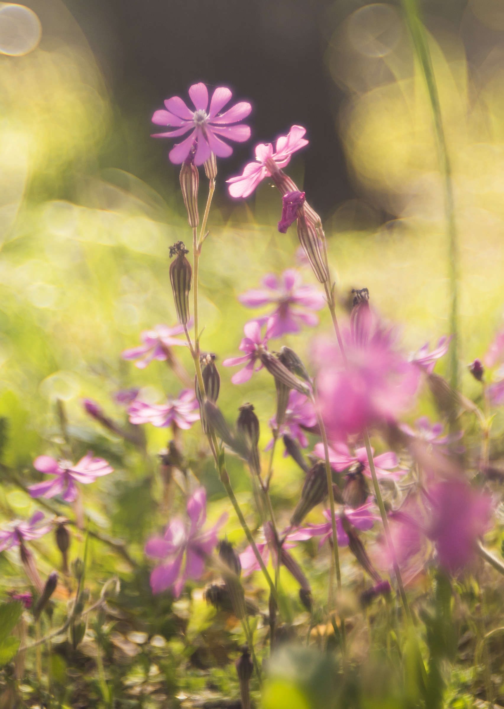 non proprio macro ma spero vi piaccia