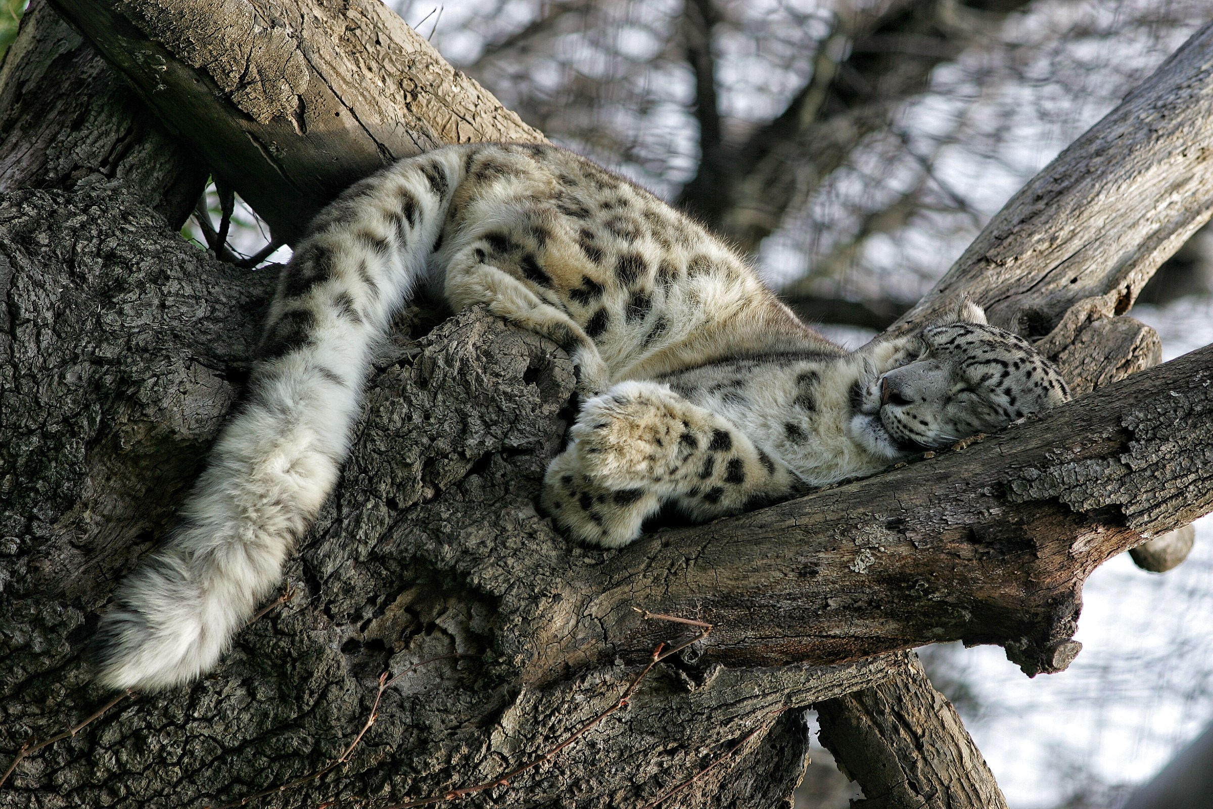 A nap on the branches