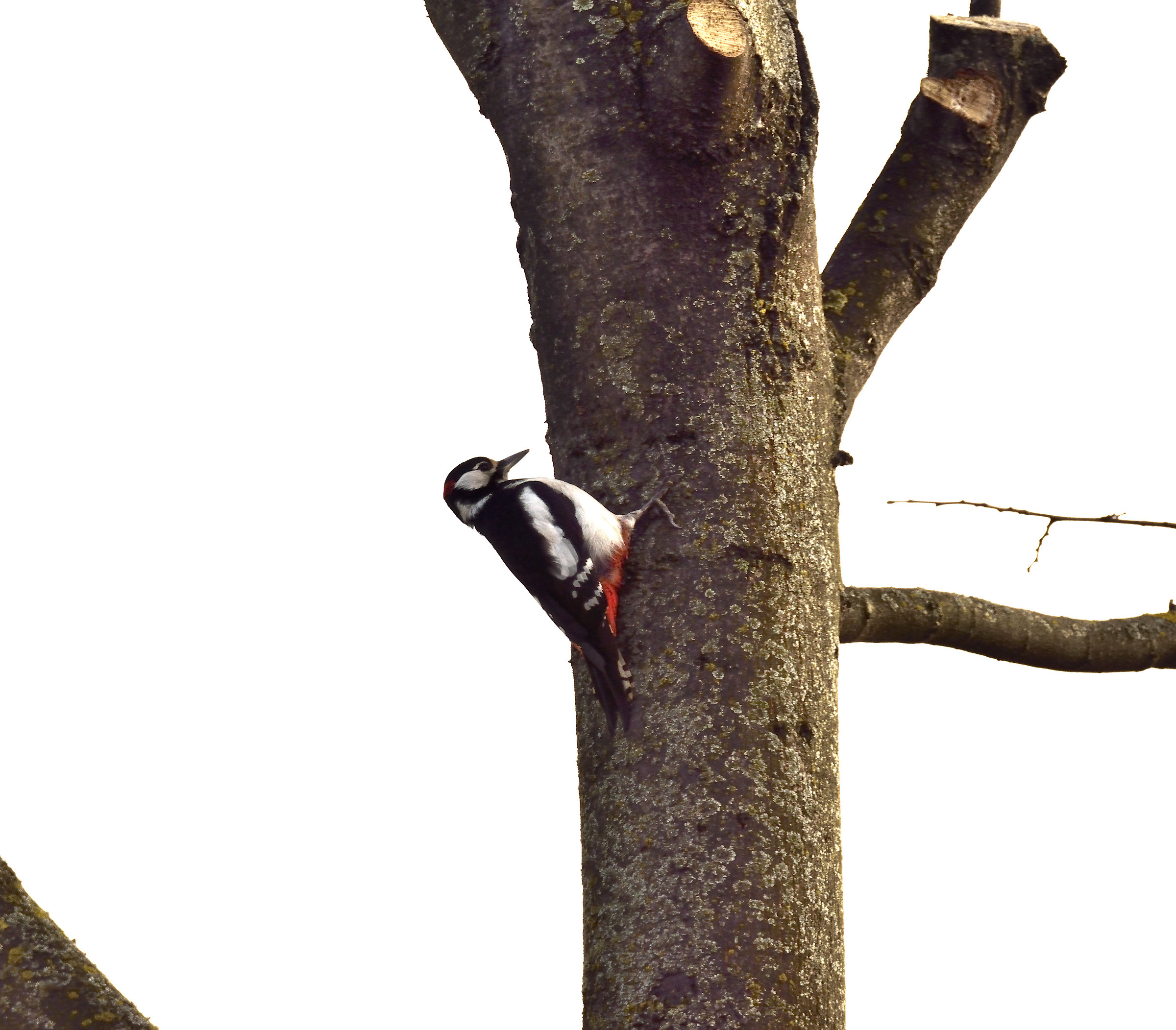 great spotted woodpecker