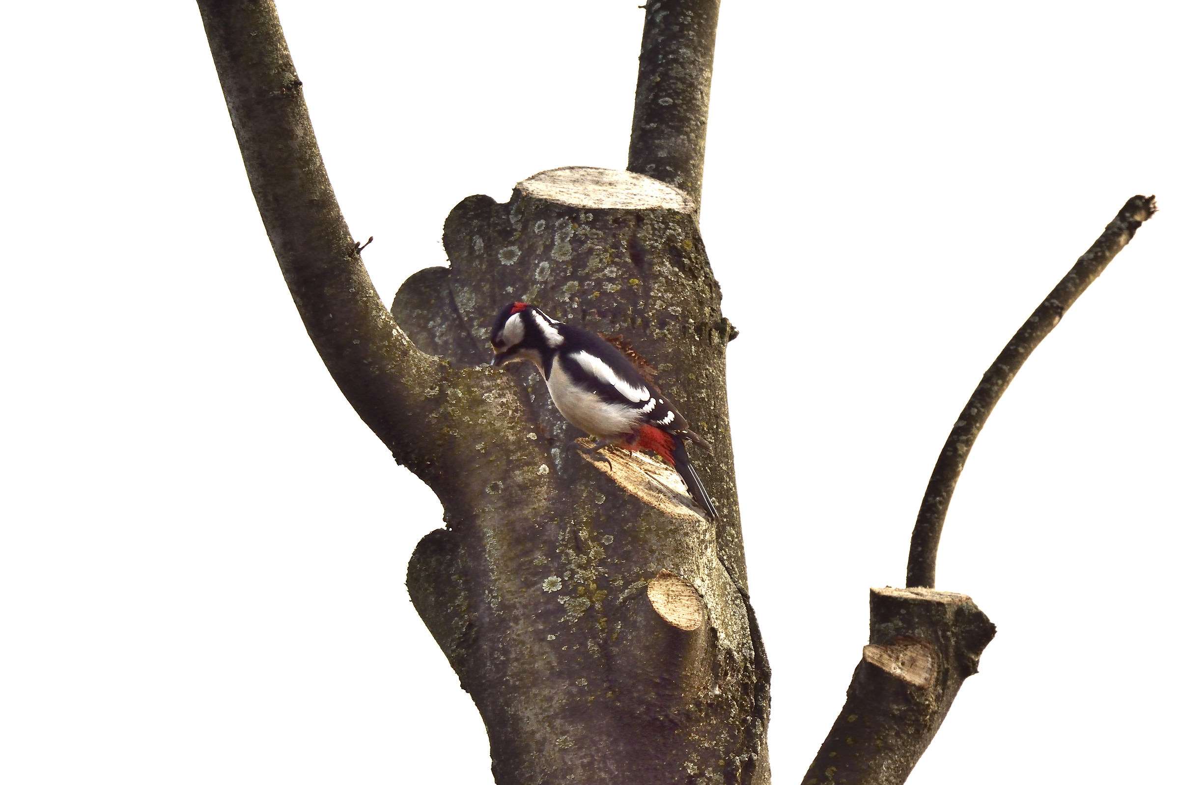 great spotted woodpecker