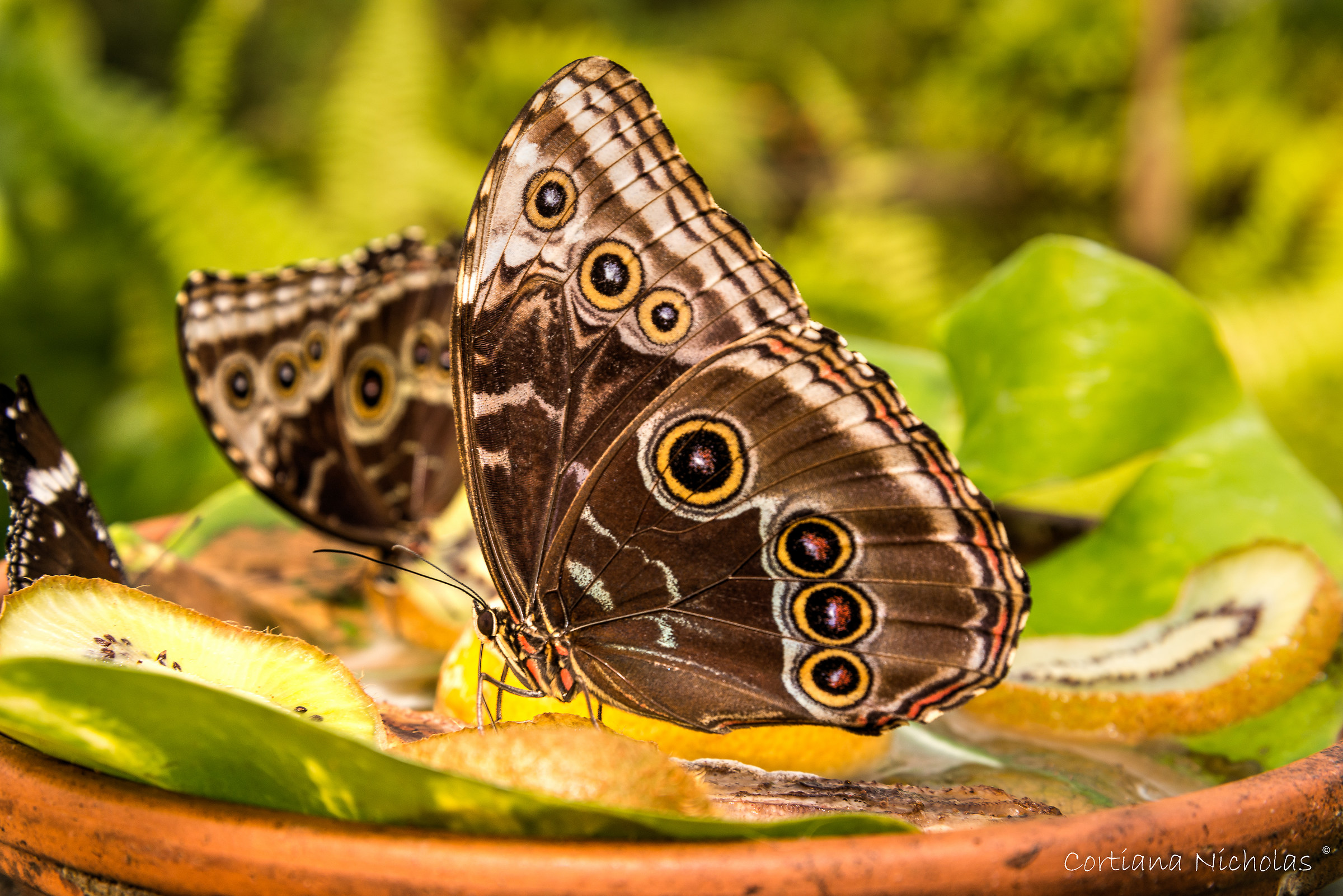 Morpho Peleides