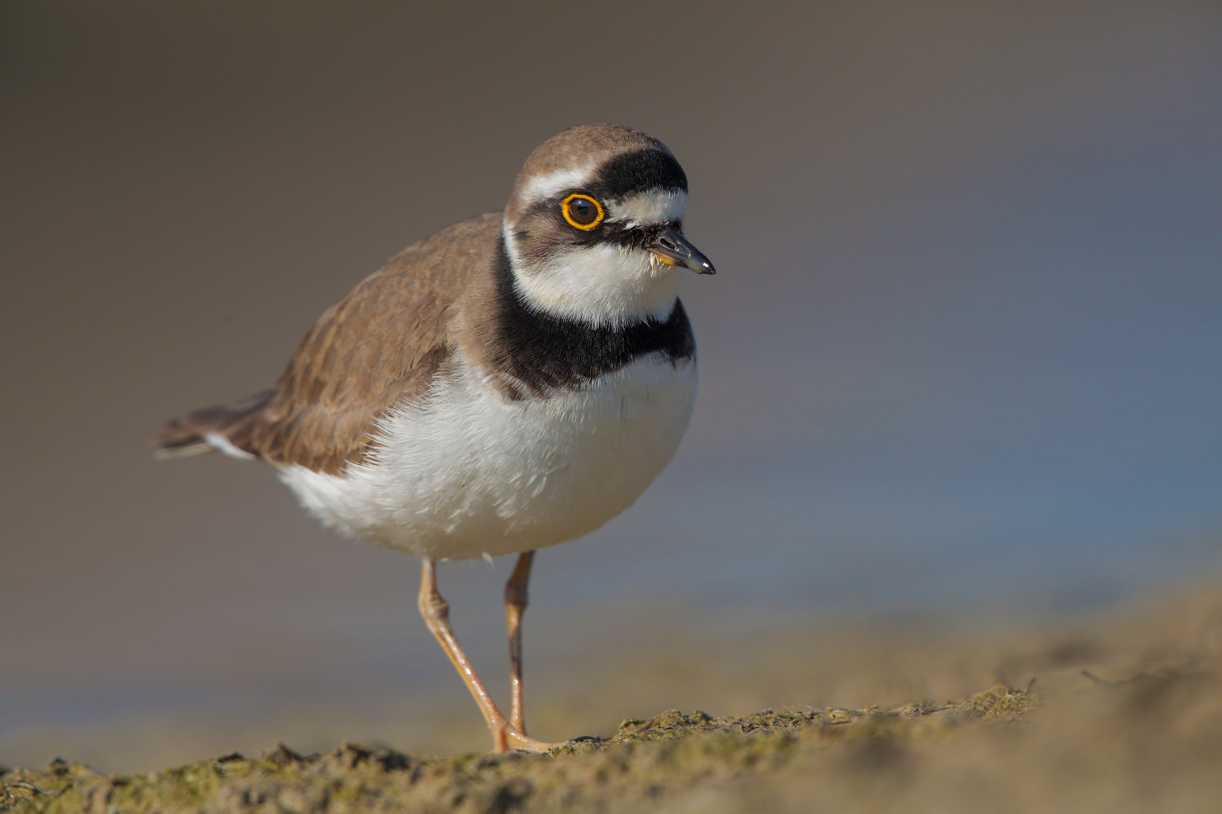 Un corriere piccolo per Lorenzo ( 5000 px )