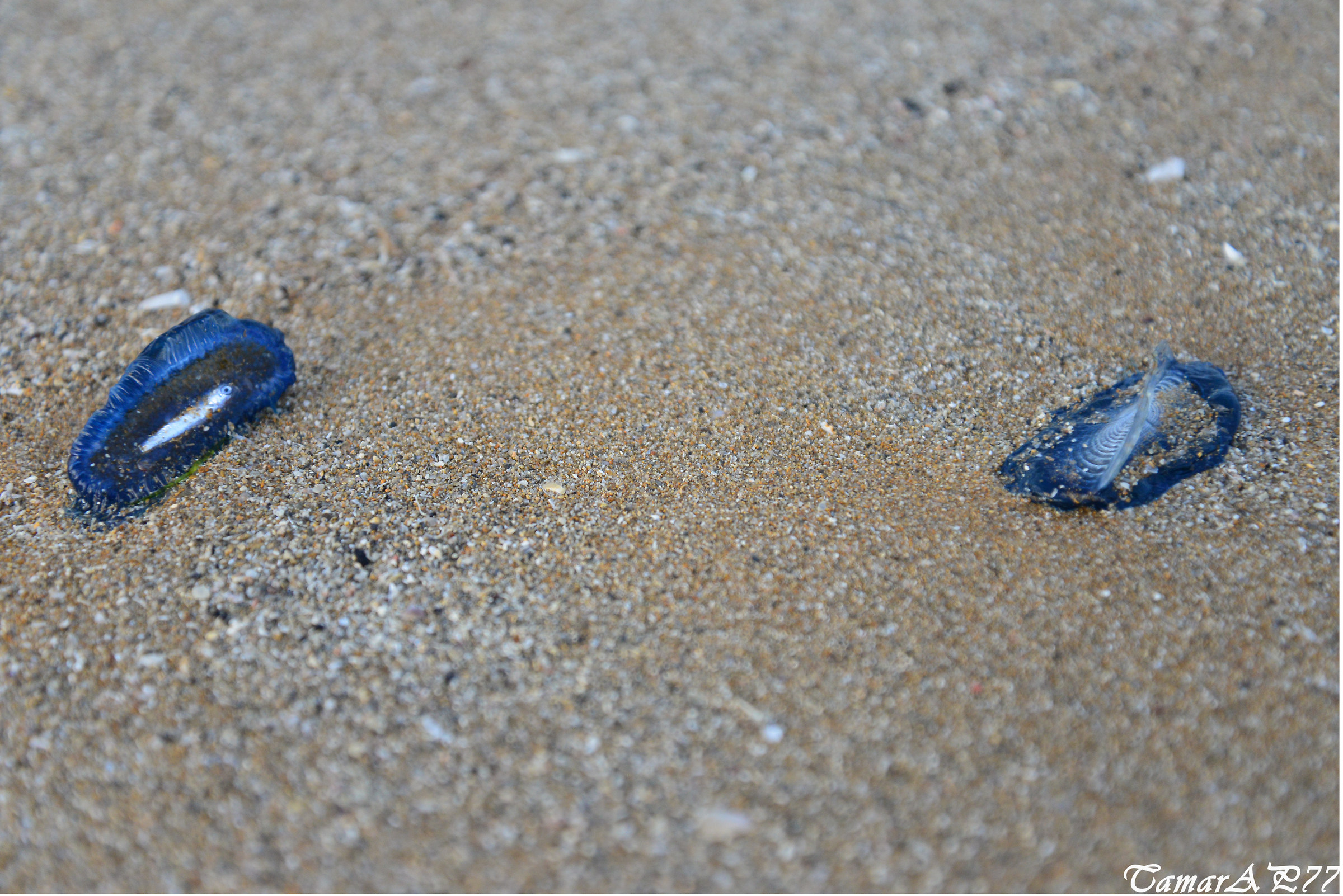 beached jellyfish
