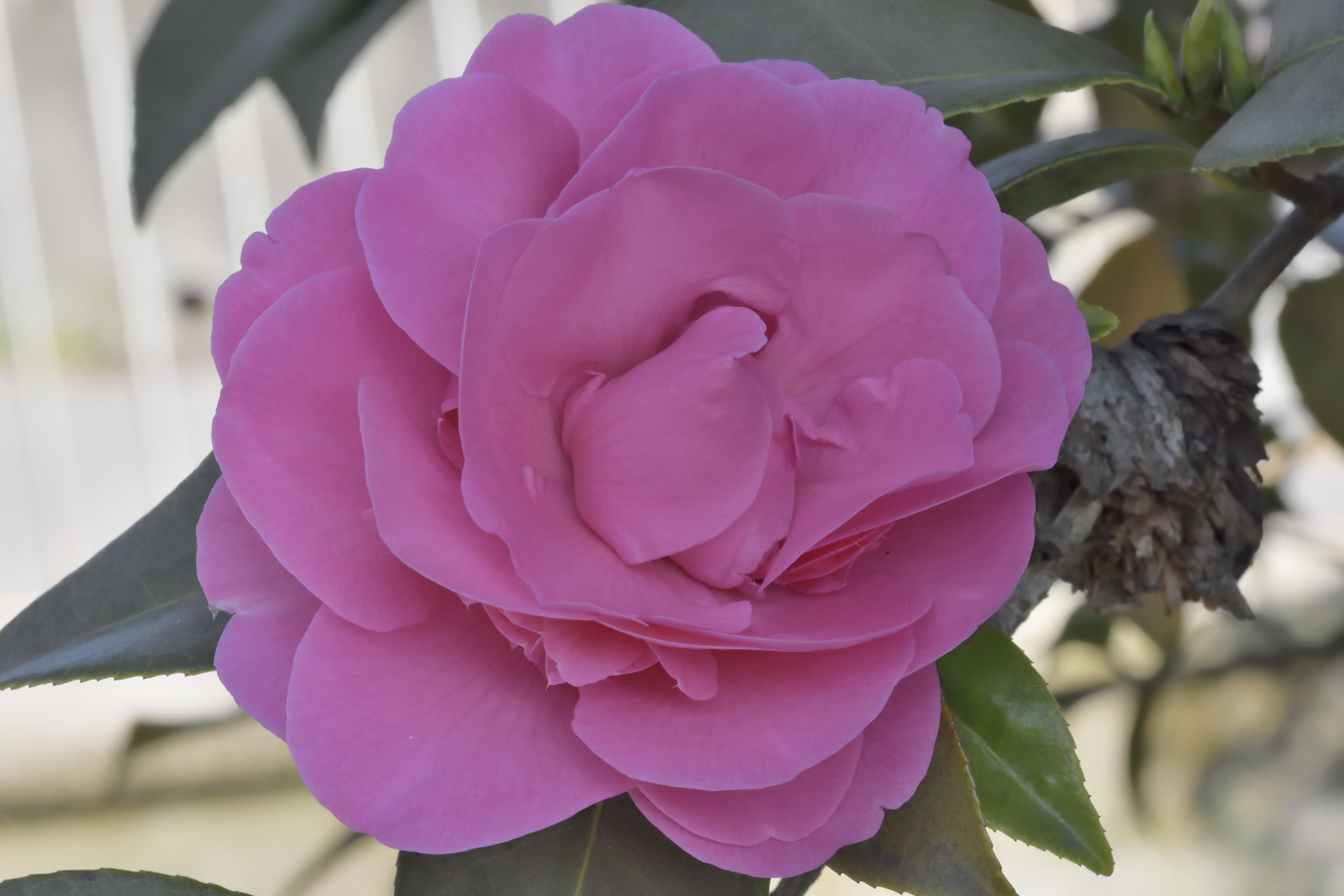 camellia