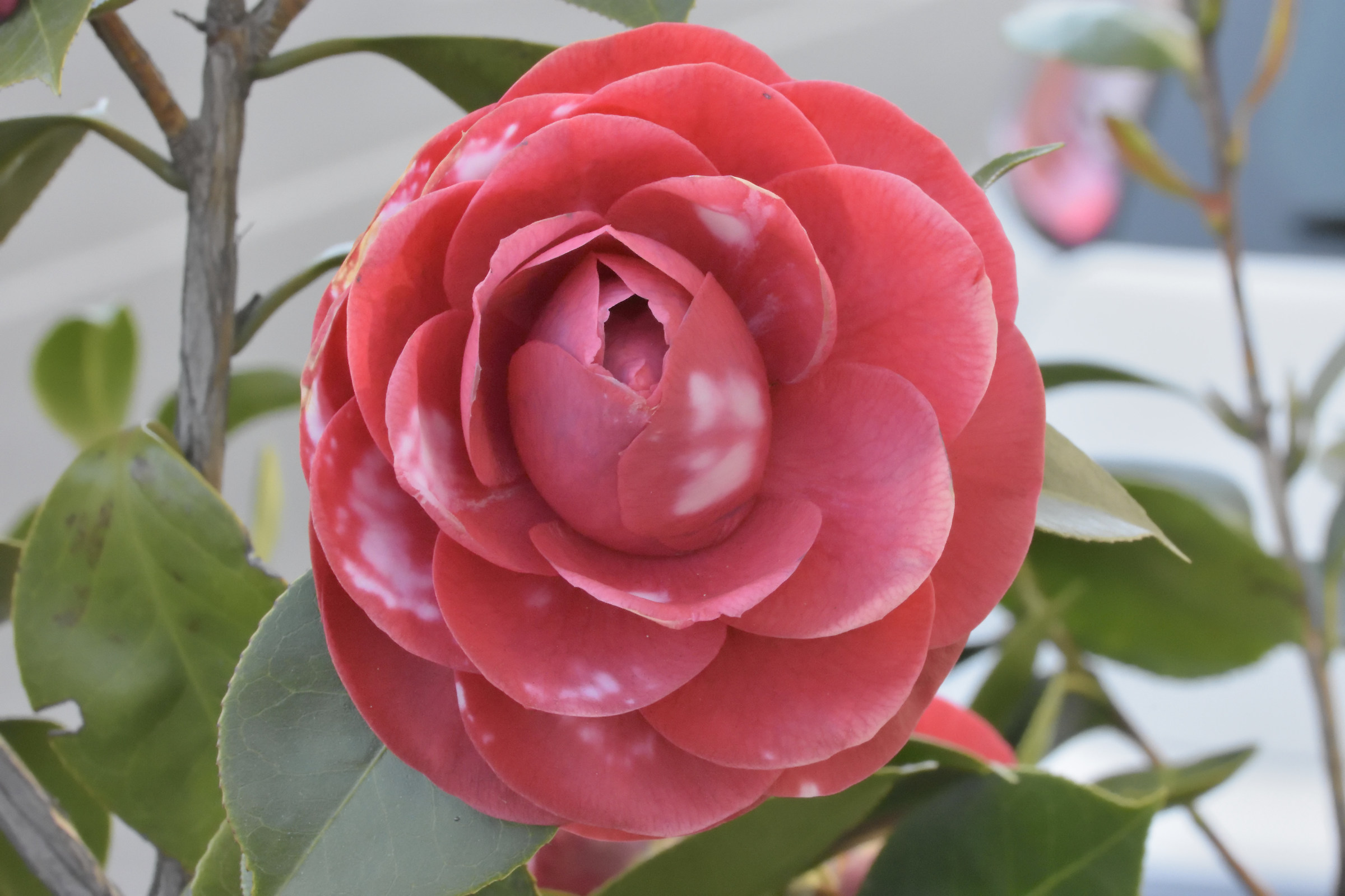 camellia