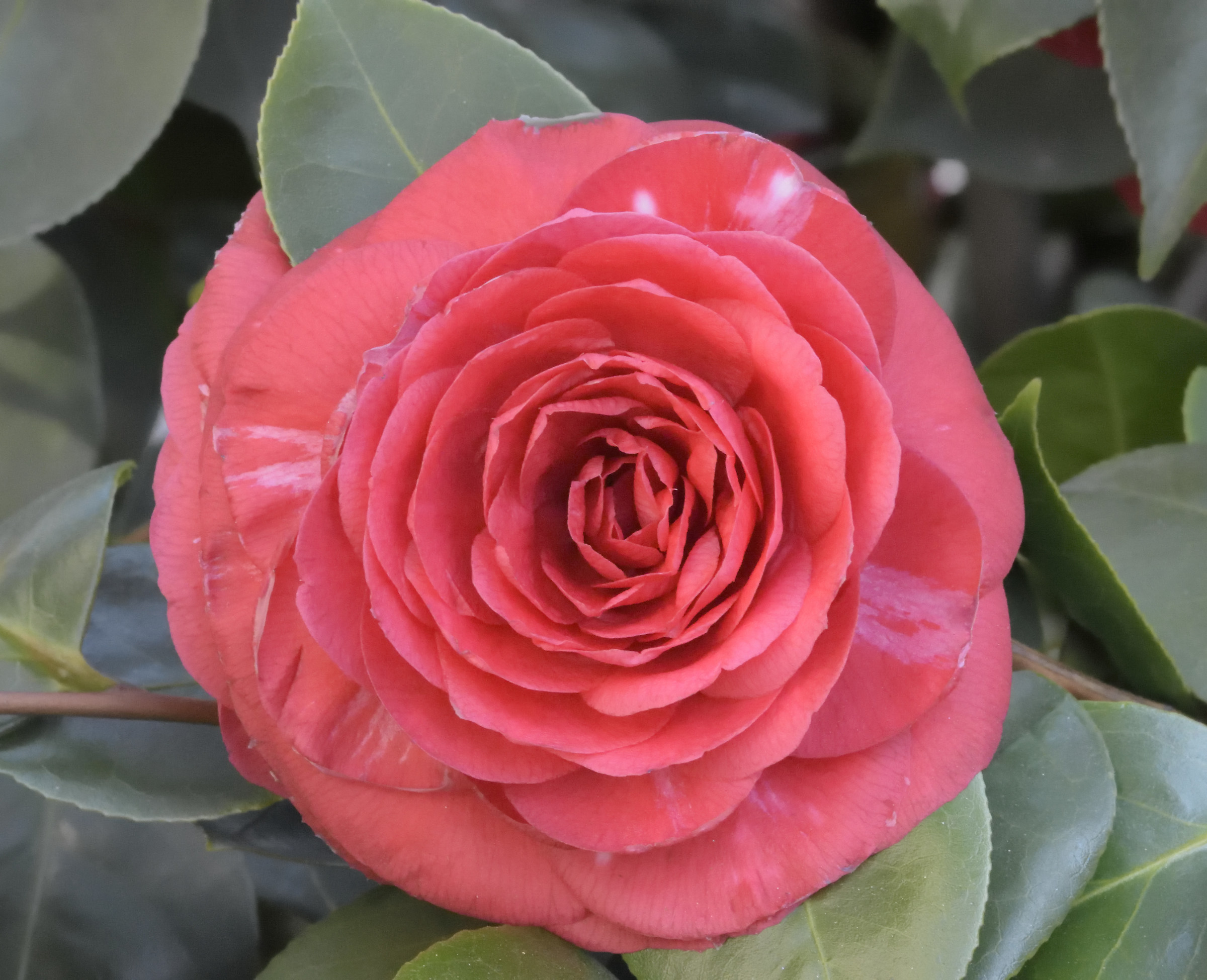 camellia