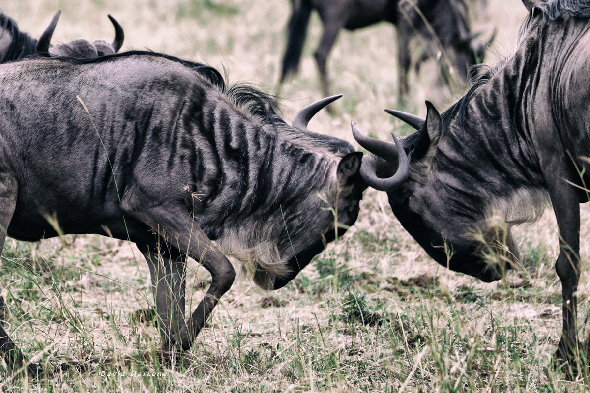 clash of wildebeest