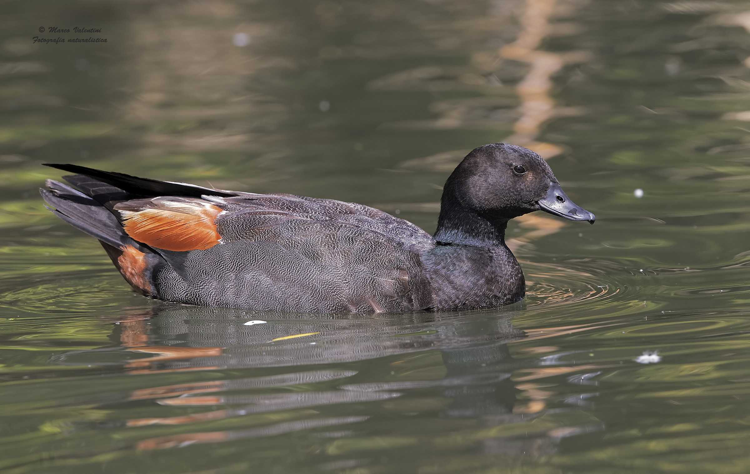 New Zealand shelduck