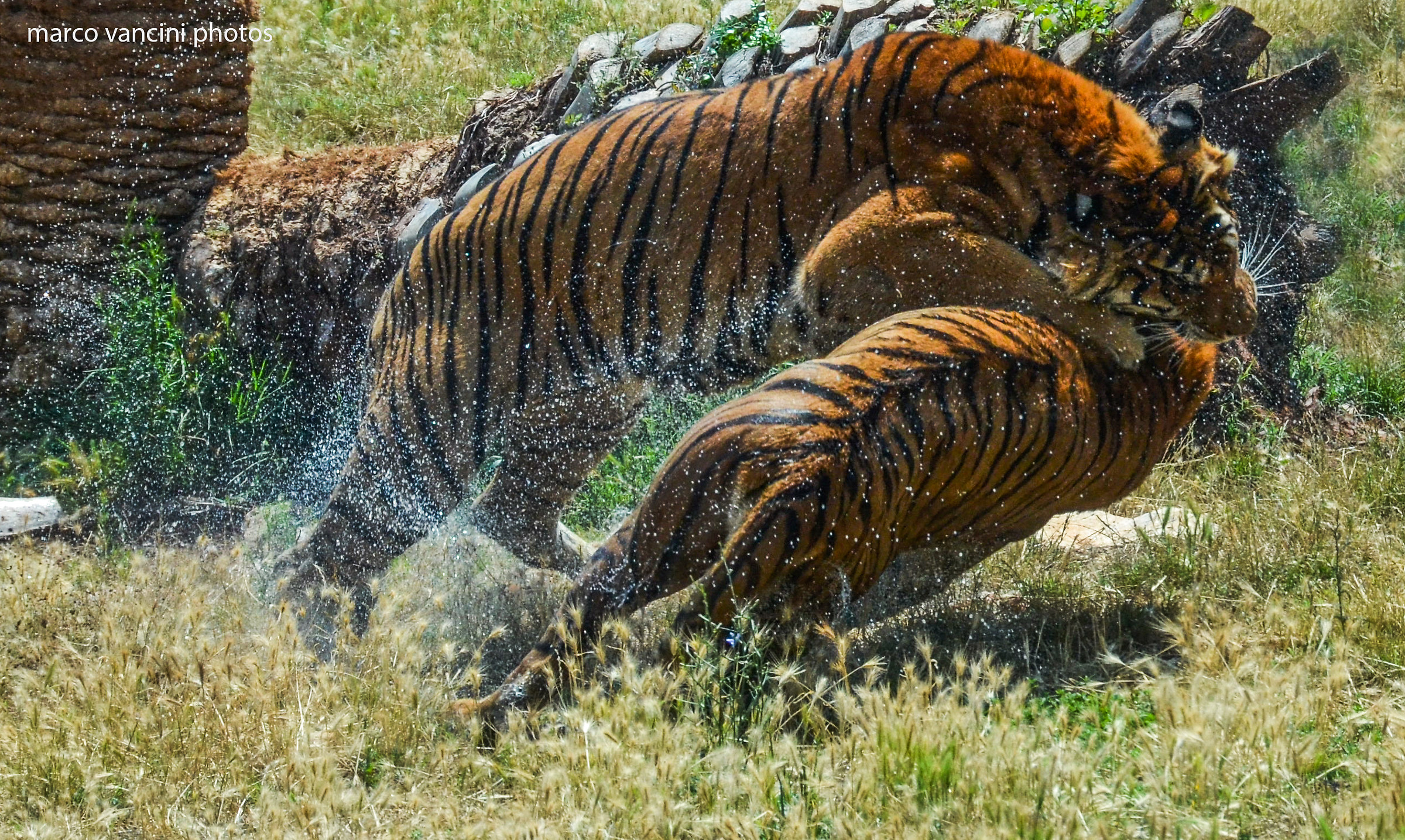 Tigers in fight