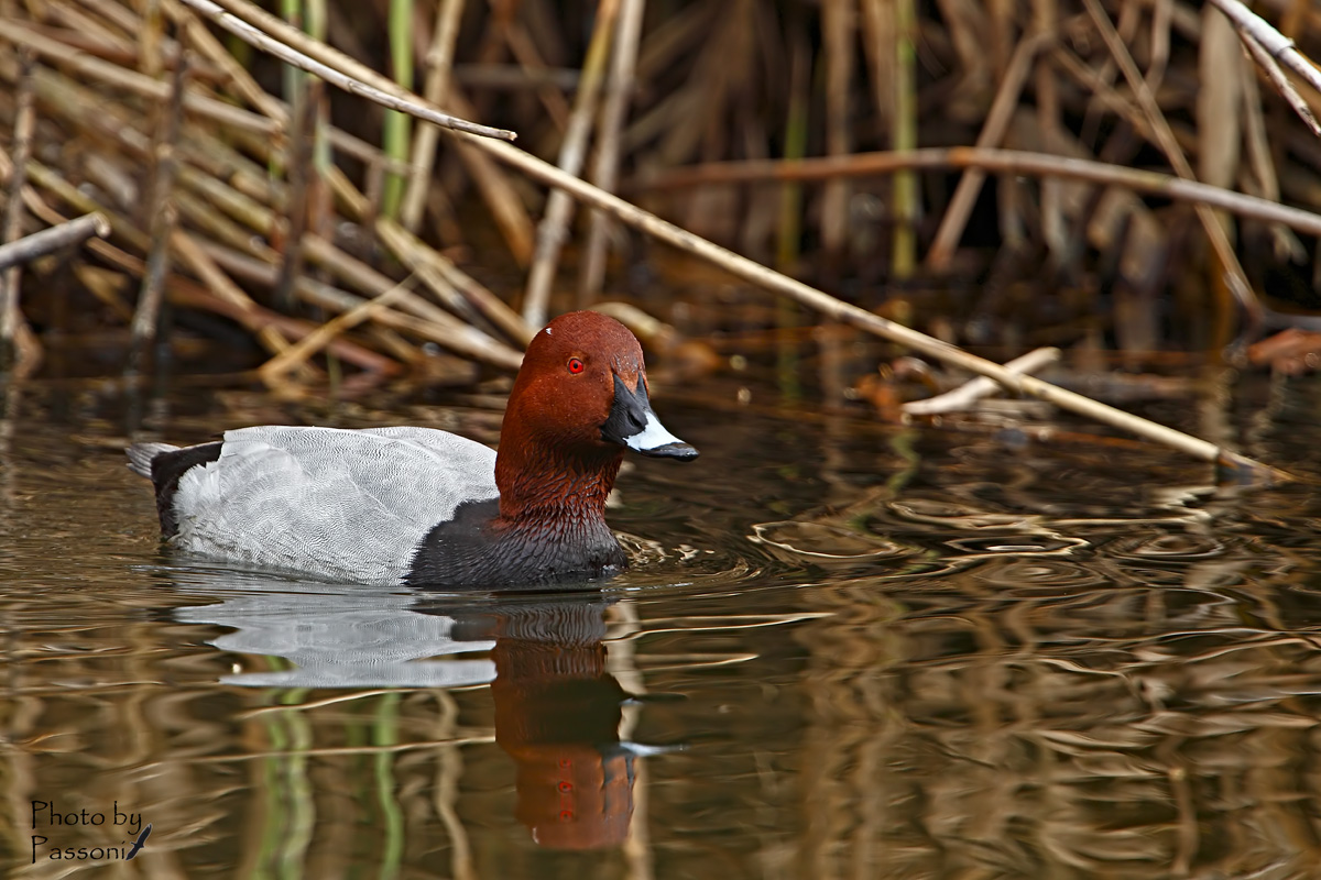 Pochard!