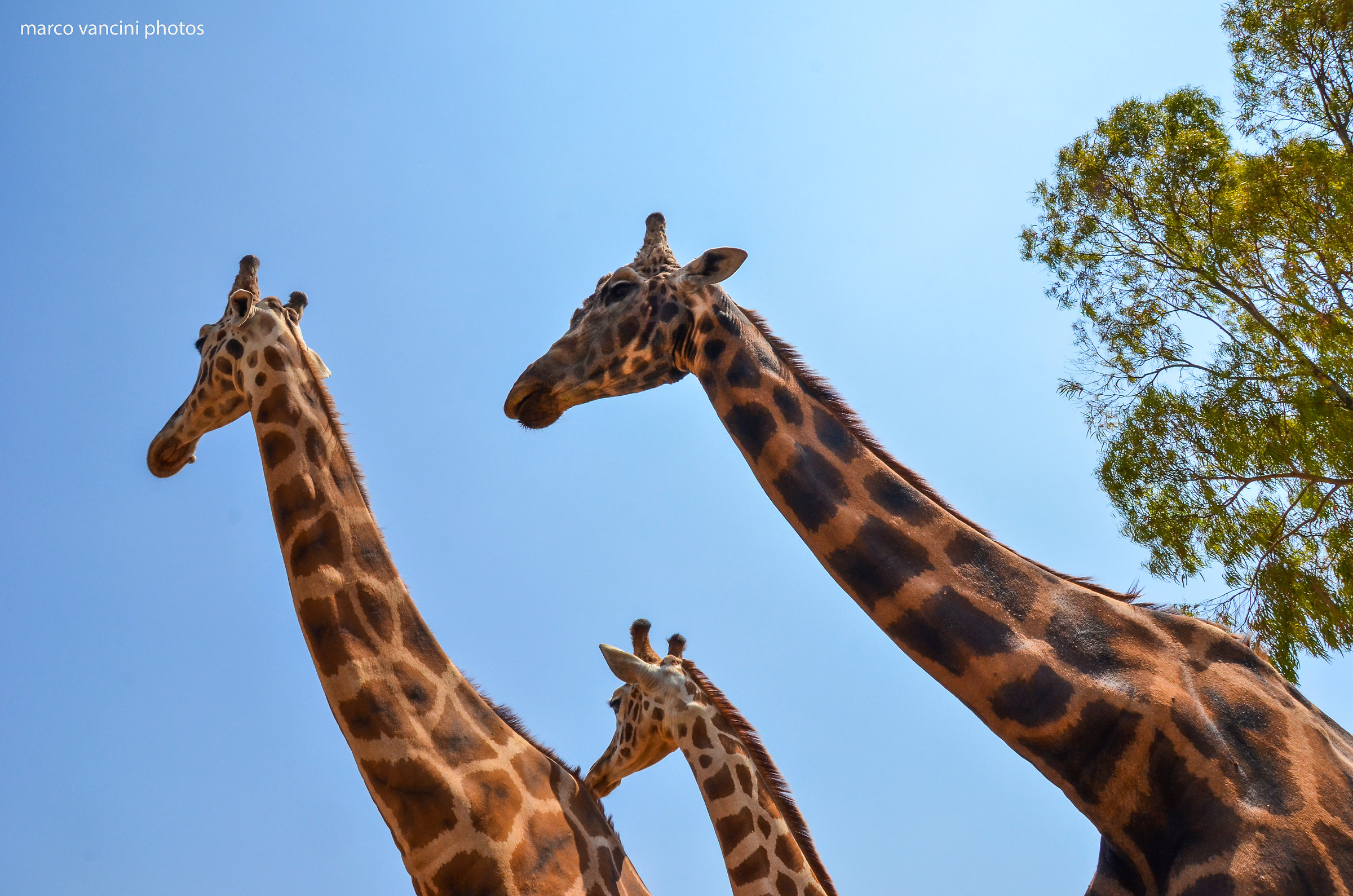 famiglia di Giraffe