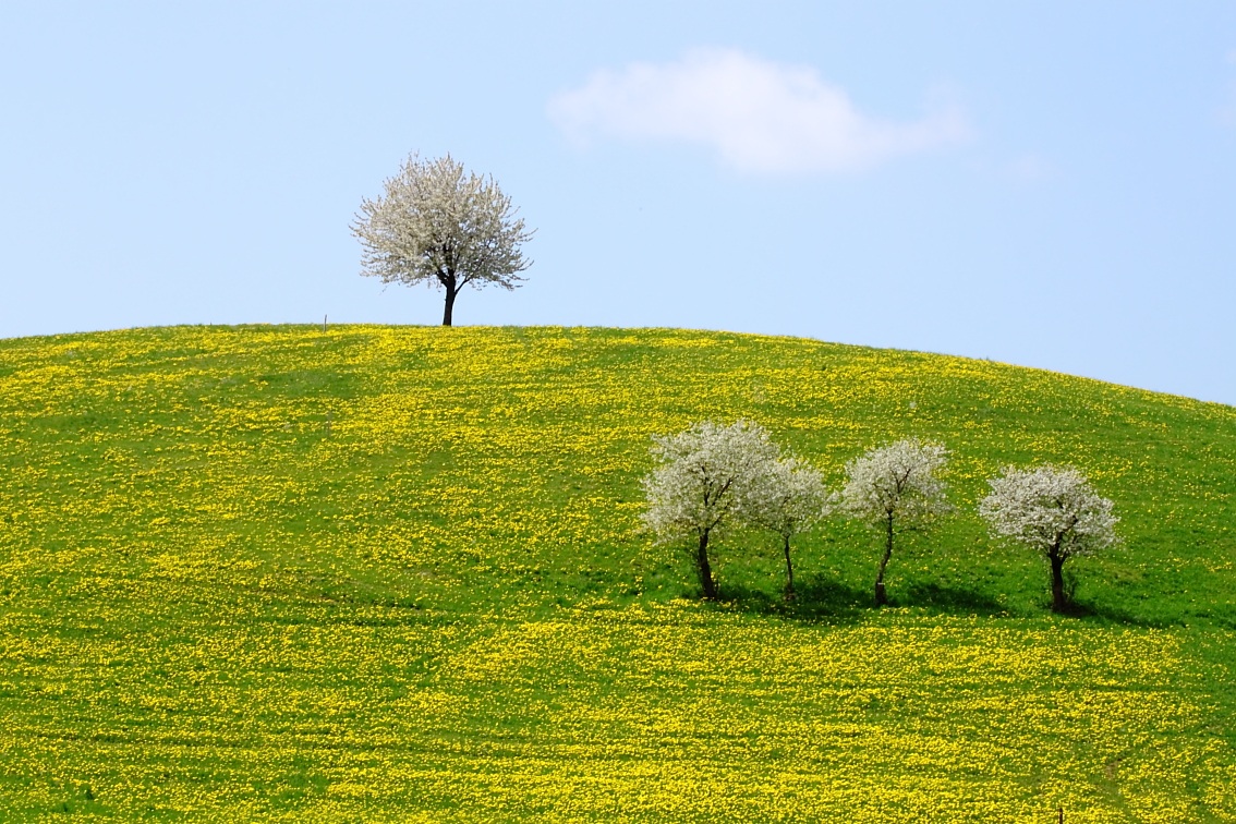 Yellow field in Lessinia