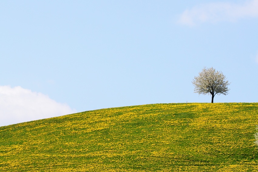 lone tree in yellow field