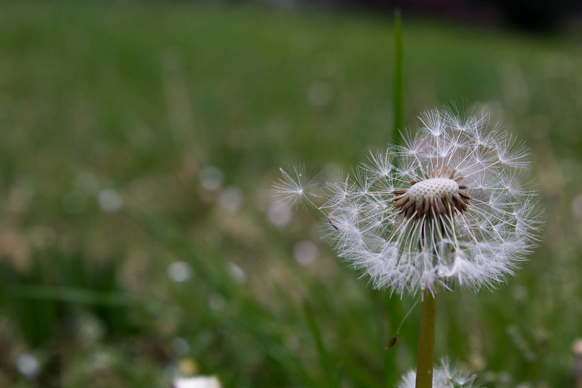Taraxacum officinale