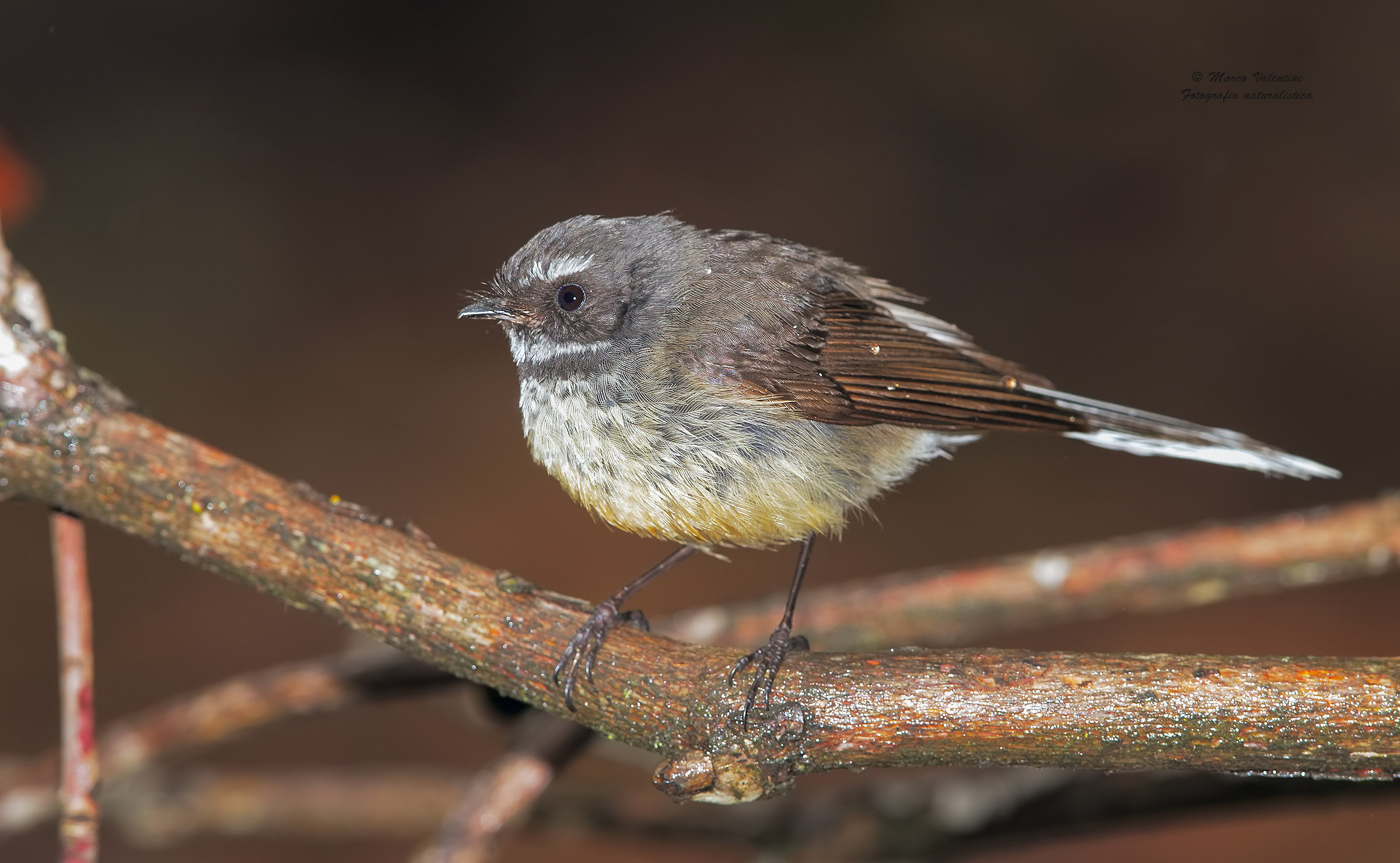 New Zealand fantail