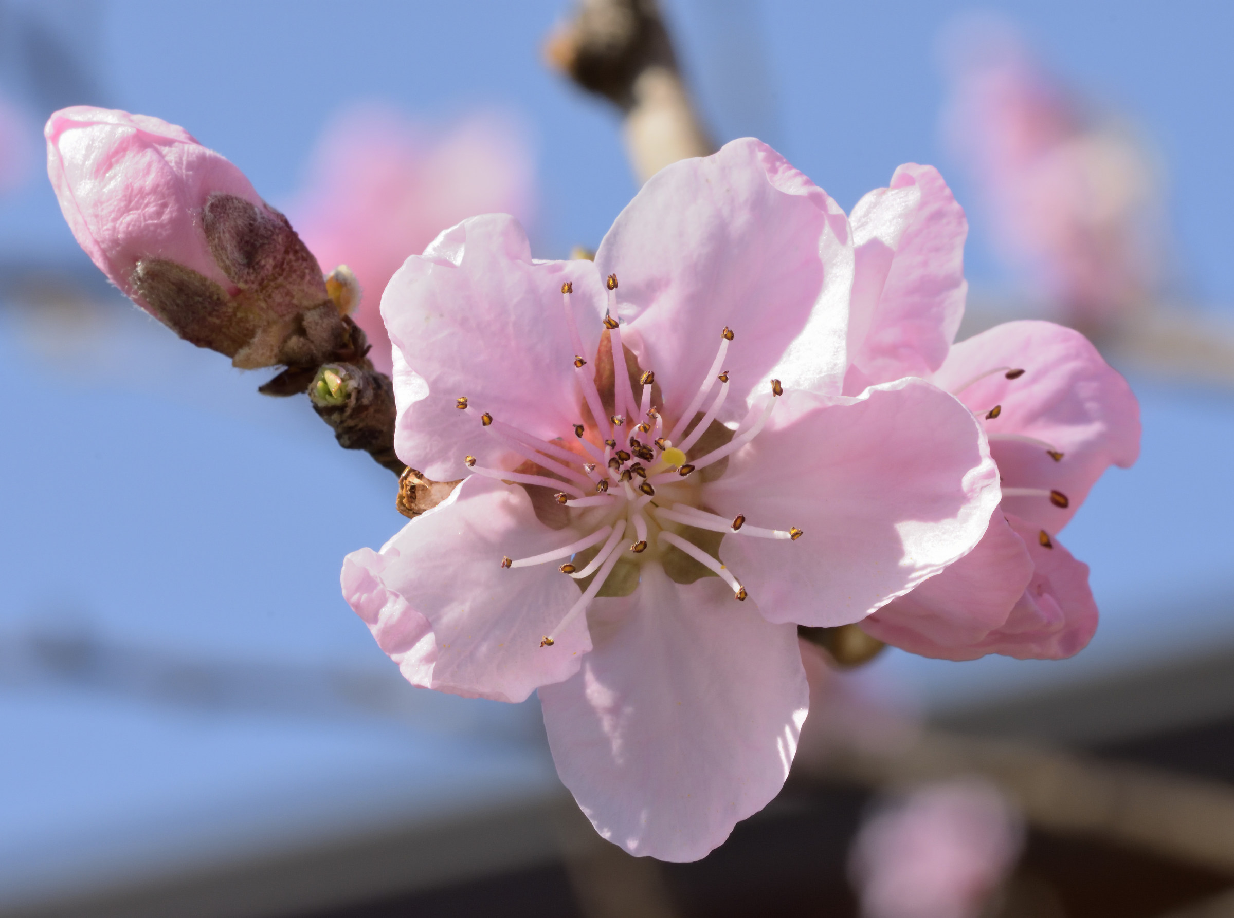 flowers pink peach blossoms