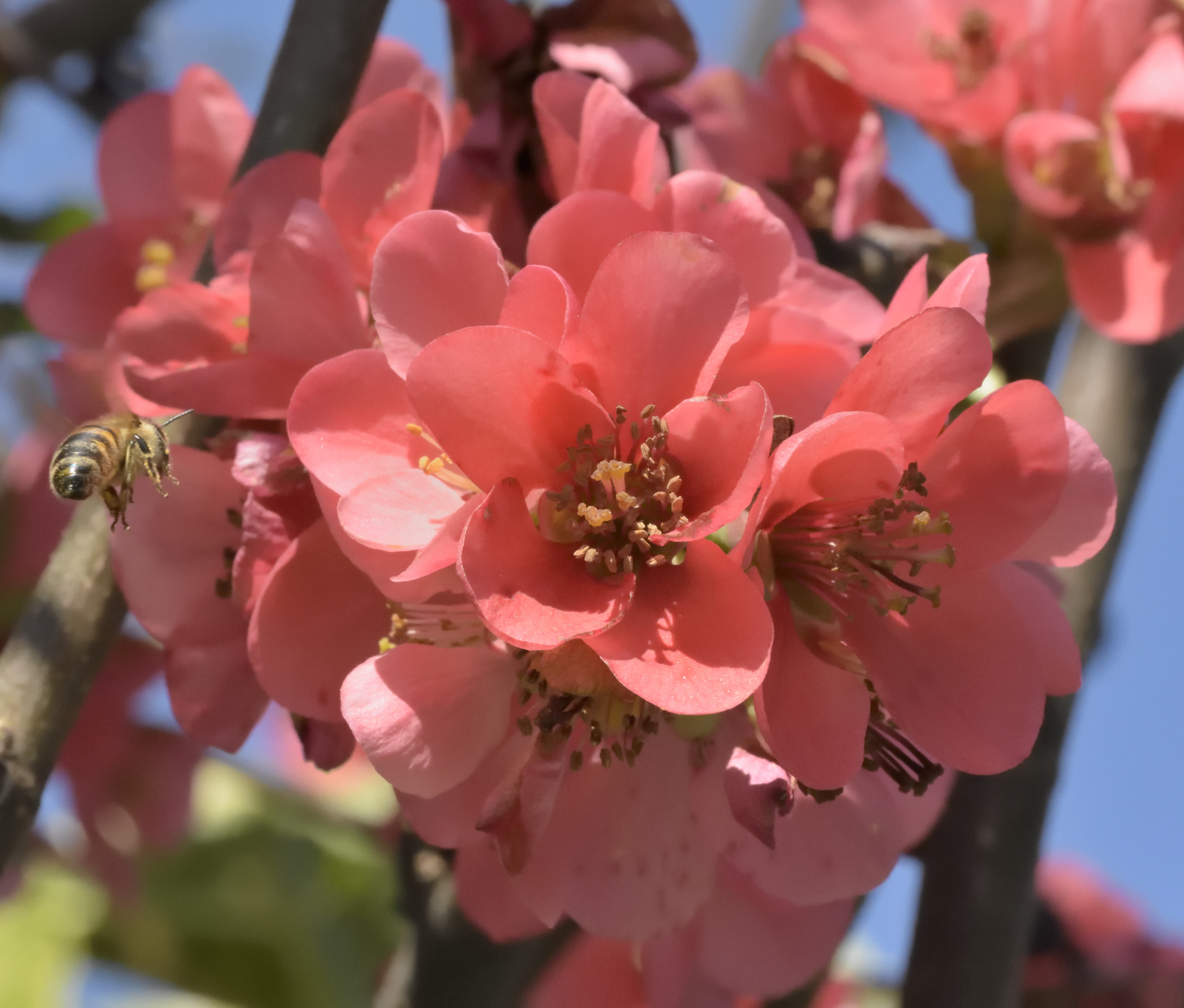 forager bee approaching