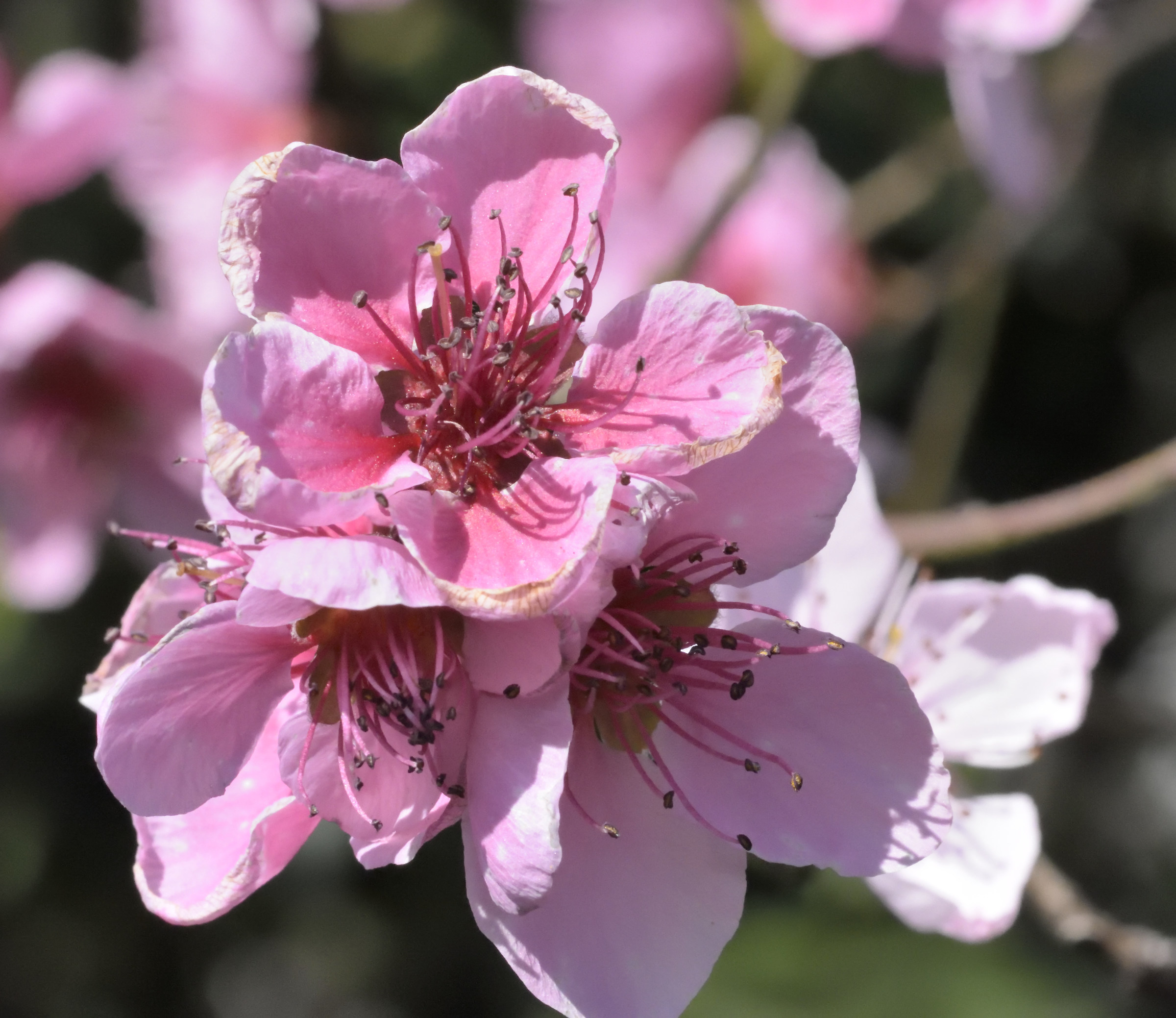 flowers pink peach blossoms