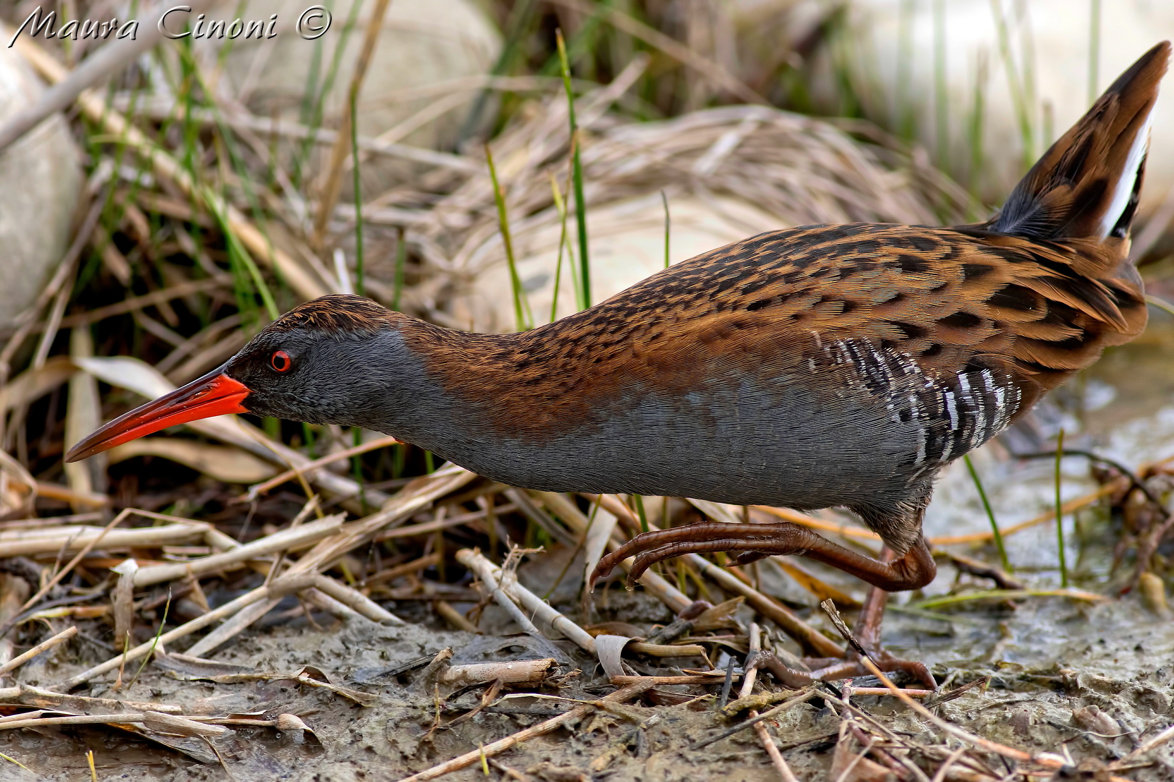 Water Rail