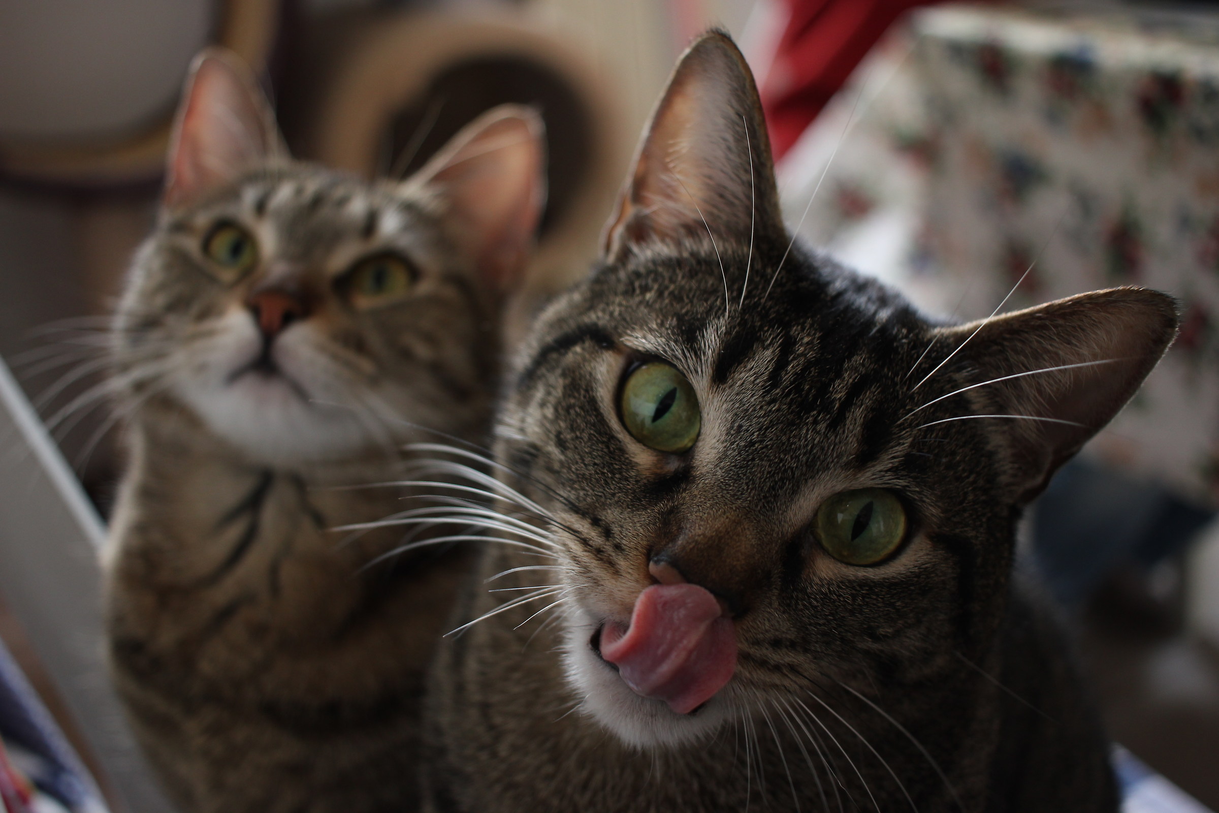 Mouse and Futura (!)