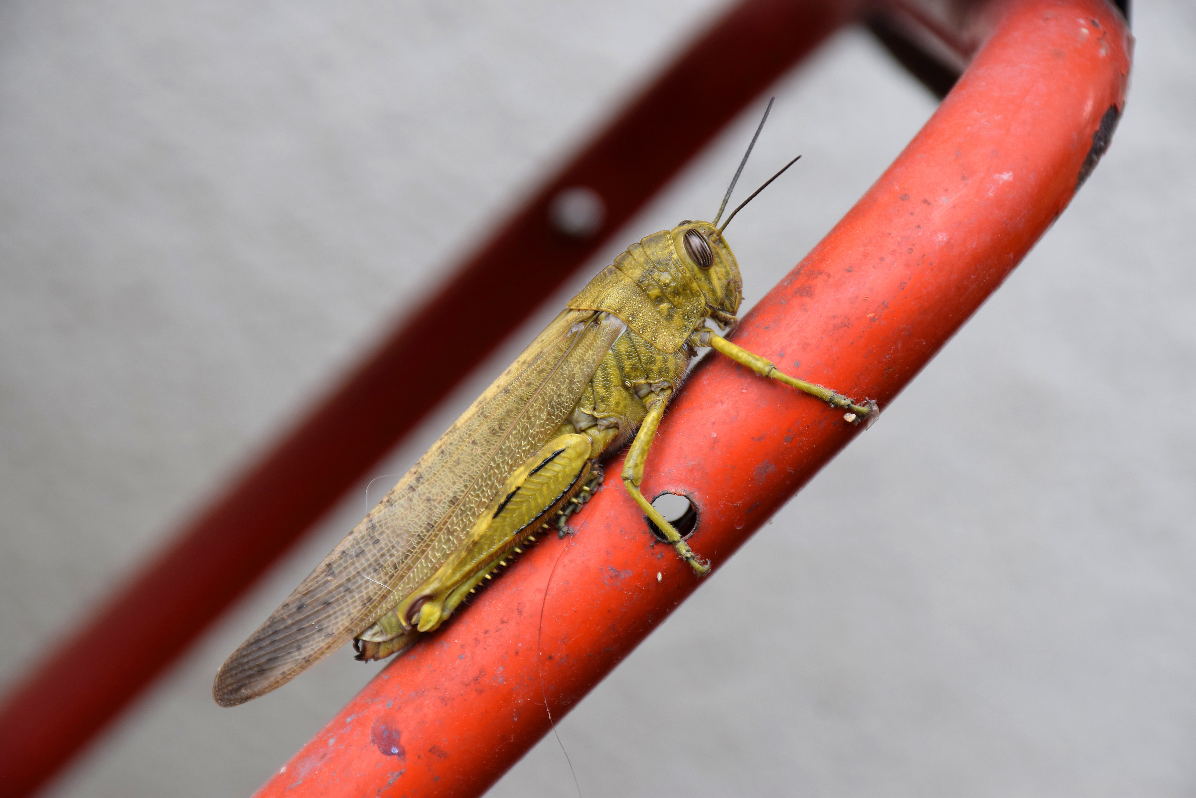 L'intruso di Pasquetta