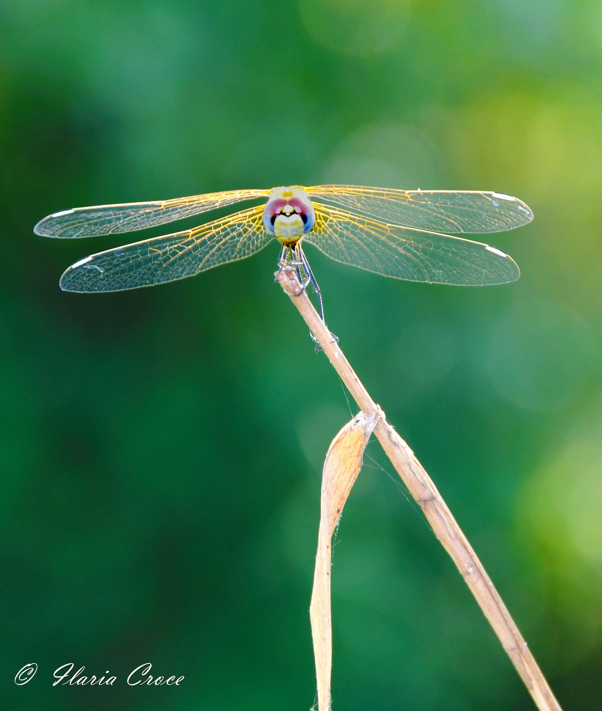 dragonfly