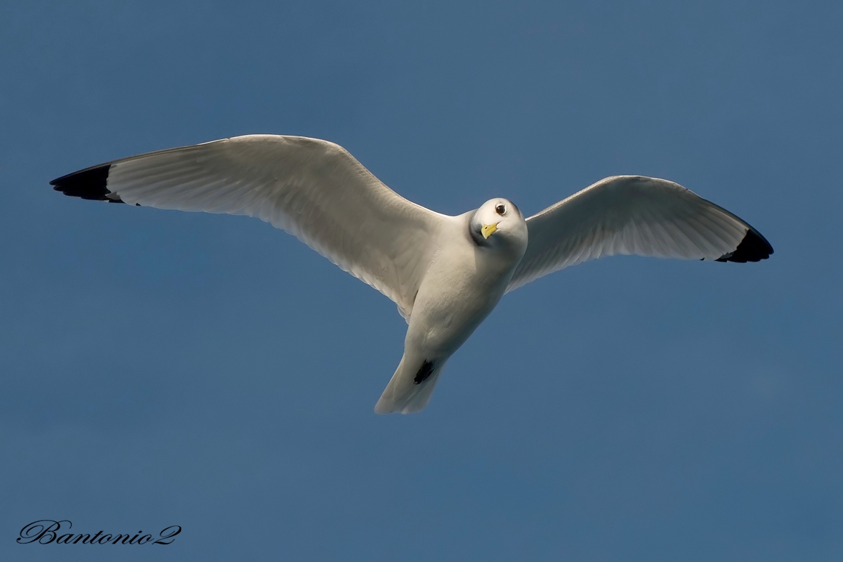 Gabbiano tridattilo.